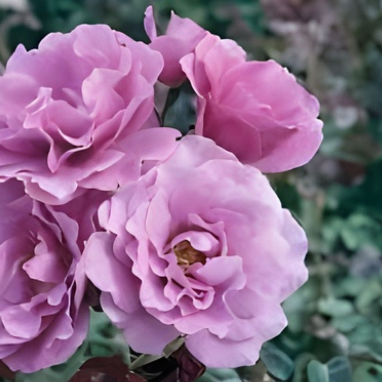 Angel Face Rose Cuttings - 5 Unrooted Rosa 'Angel Face' - Fragrant Pink Flowers for Gardening