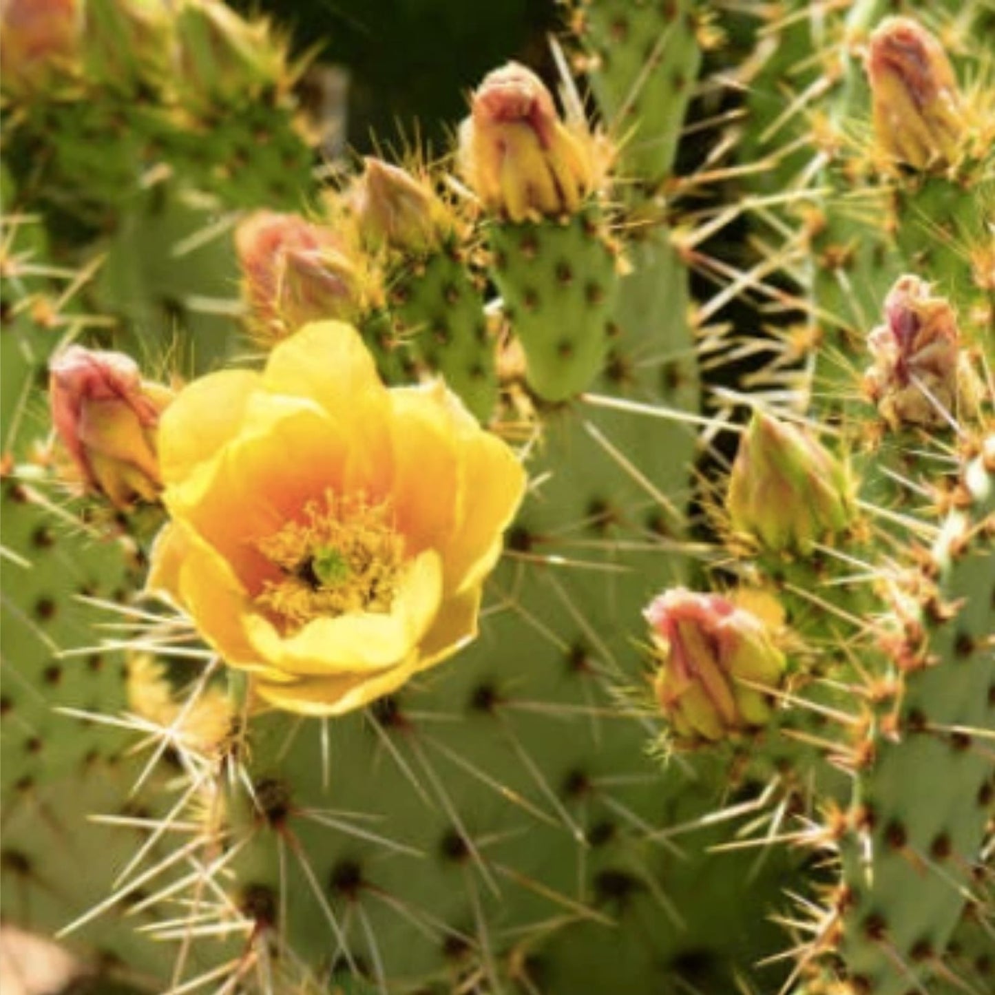 Opuntia Cactus 1 Pad Cold Hardy Variety with Yellow Orange Flowers - Opuntia erinacea Succulent Plant