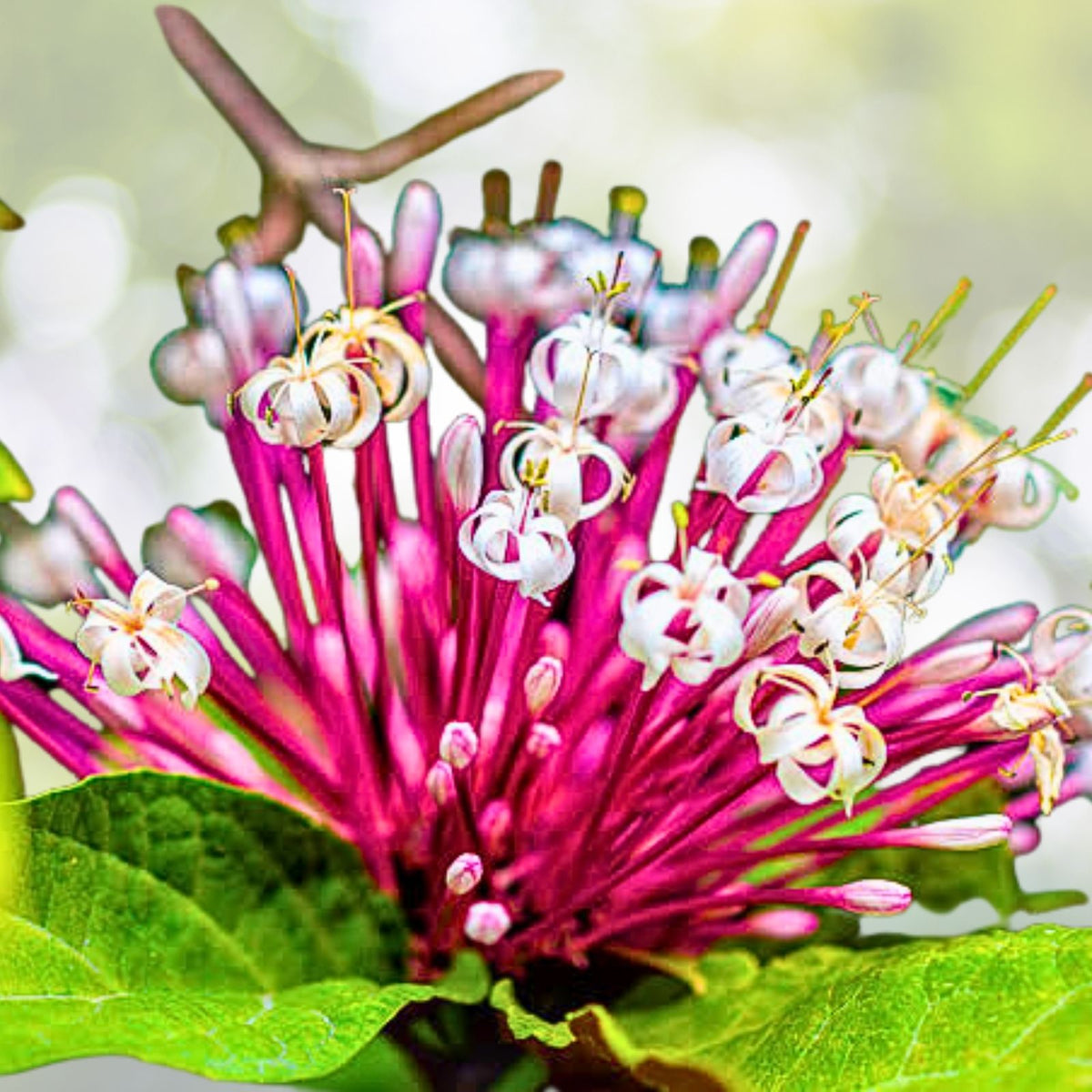Shooting Star Clerodendrum Cuttings 6-Pack, Starburst Plant, Purple-Backed Leaves, Root Easily in Water - Clerodendrum Quadriloculare