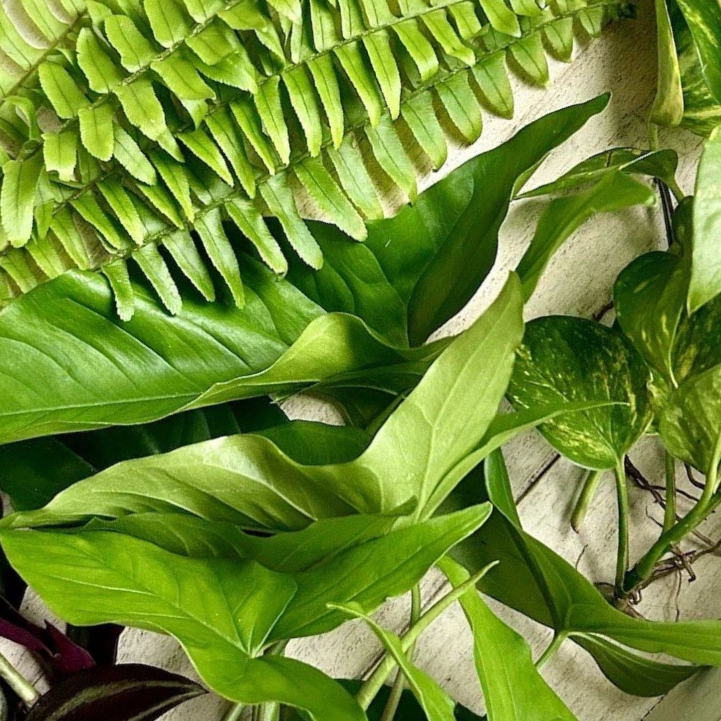 Rooted Pothos & Wandering Jew Cuttings - Live Indoor House Plants - Epipremnum aureum & Tradescantia zebrina