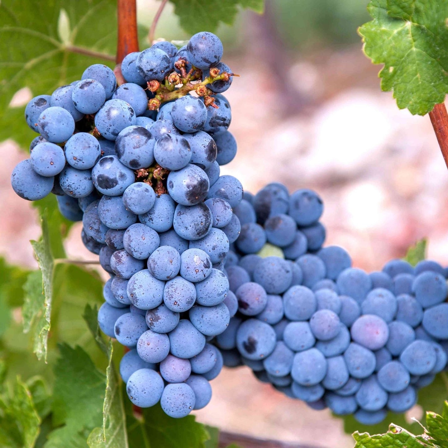 Live Plant Cutting Carménère Grape Vine 10-13" Vitis vinifera, Fruit-bearing, Organic, Fresh Plant