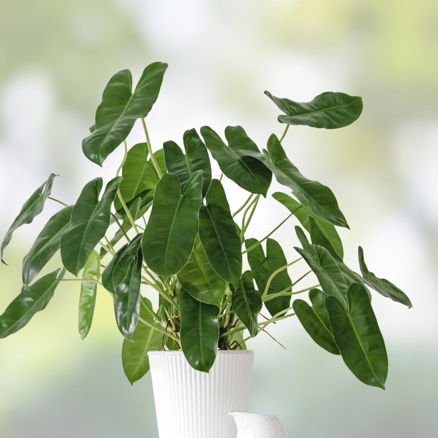 Philodendron Burle Marx Clipping - Fast Growing Tropical Plant Cutting for Indoor Gardening - Philodendron spp,