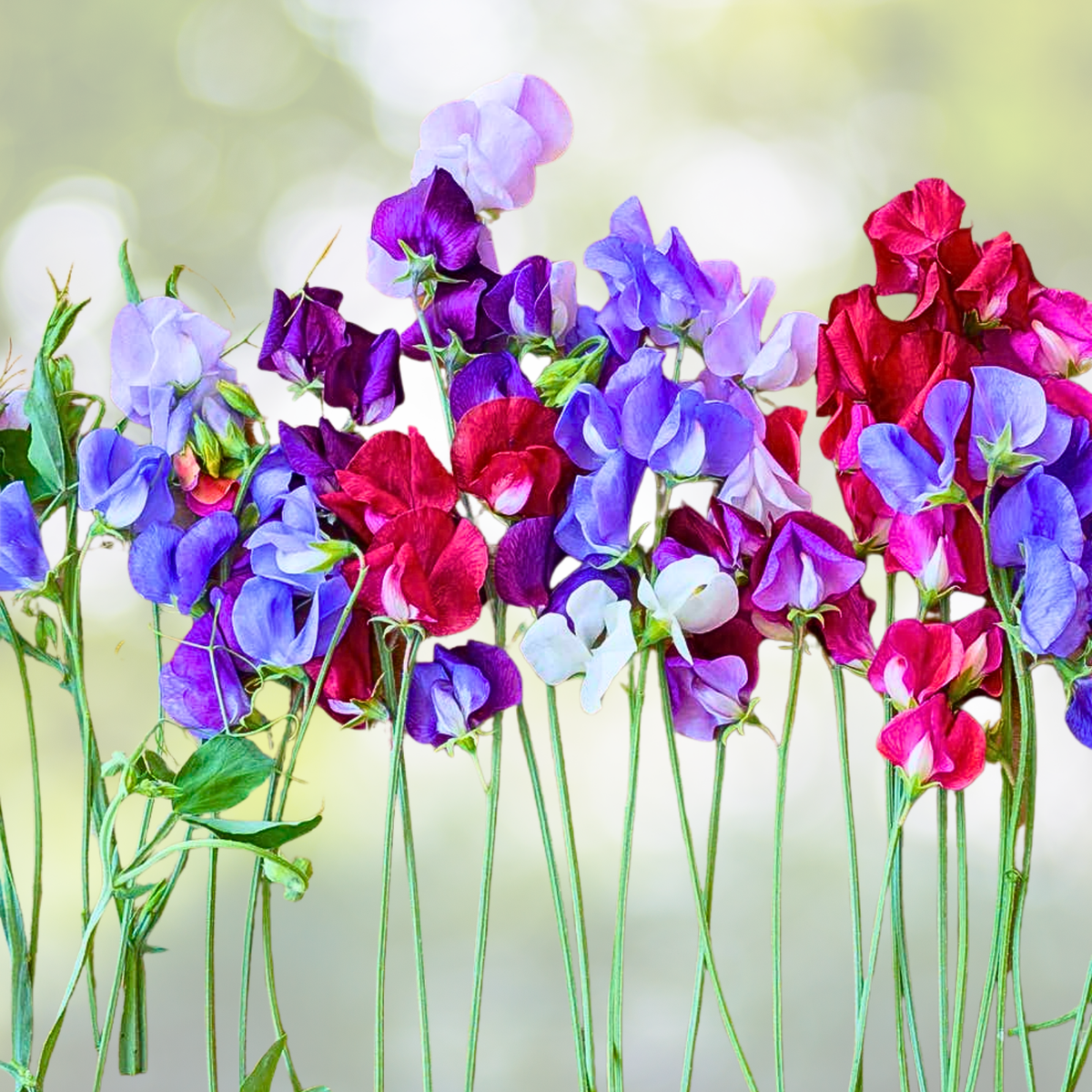 Sweet Pea Seeds - Purple Dream Mix - Fragrant Climbing Vine - Non-GMO - 15 Seeds - Lathyrus odoratus
