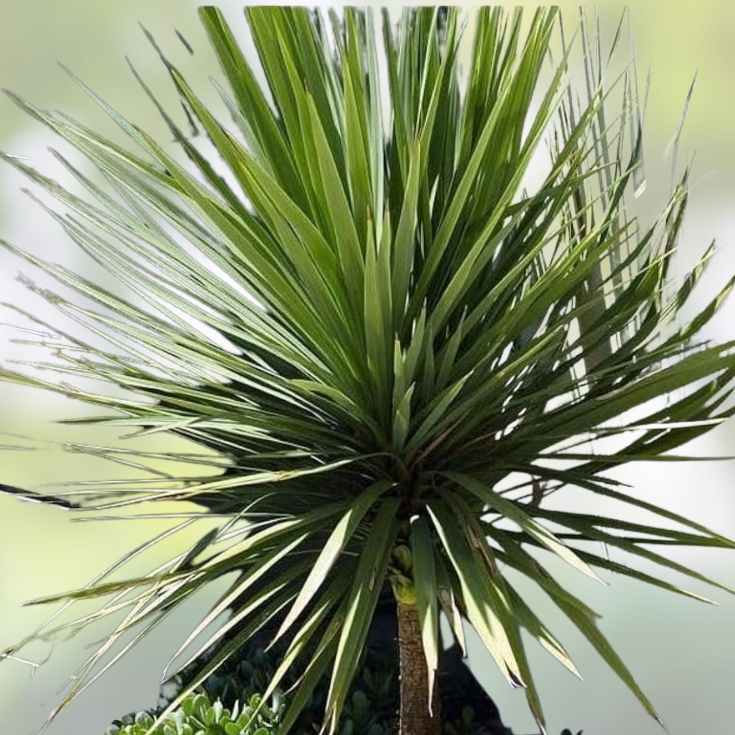 Forest Cabbage Palm Tree Seeds, Cordyline banksii, Tropical Landscape, Hardy, Fast-Growing, Garden Planting, Evergreen, Ornamental