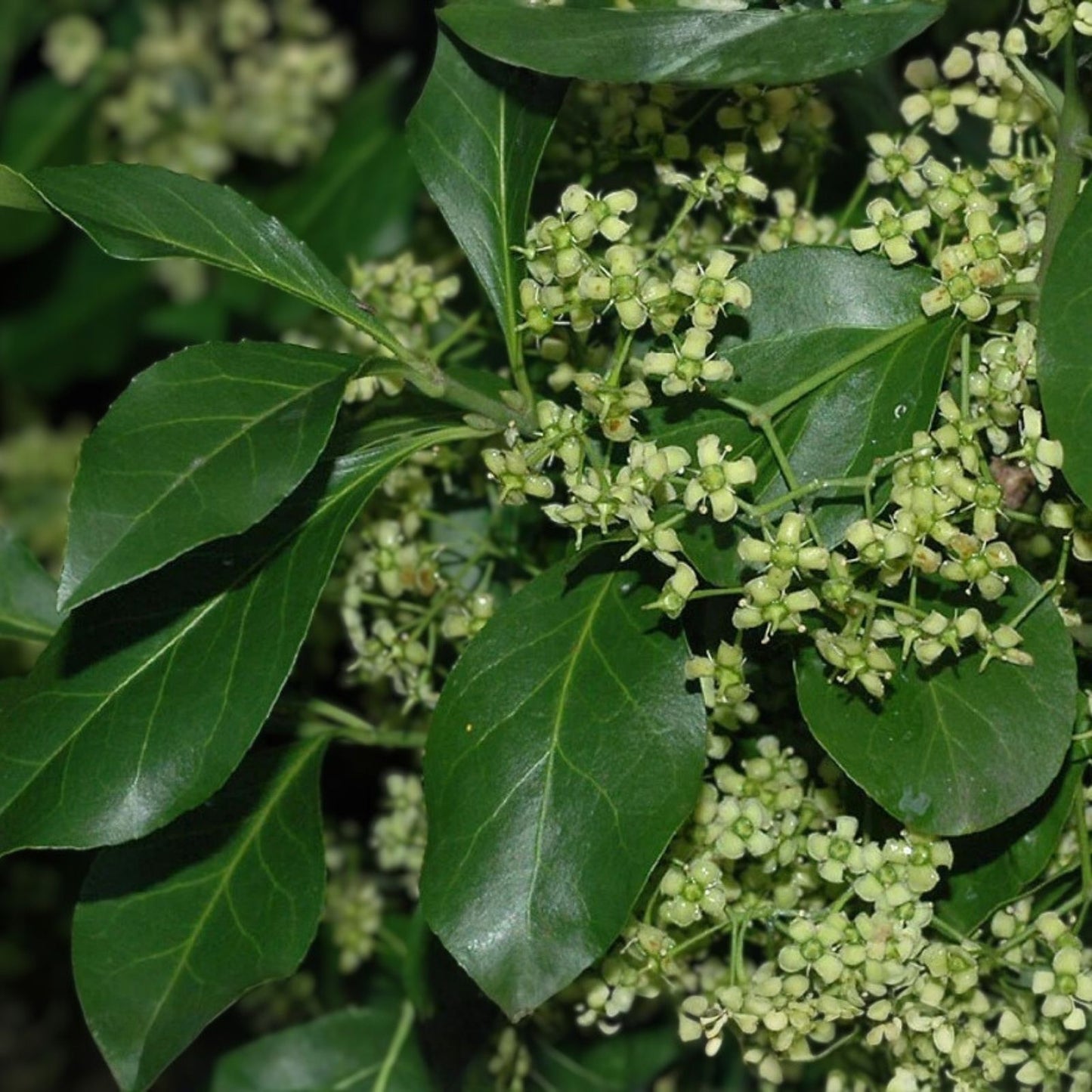 Winter Creeper Euonymus Cuttings Set of 12, Blonde Variegated, Evergreen Ground Cover for Landscaping and Garden Projects