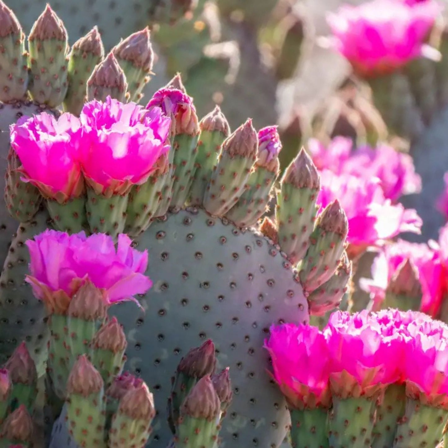 Beaver Tail Cactus 1 Pad with Pink Flowers | Opuntia basilaris Succulent Plant | Desert Garden, Drought Tolerant, Easy Care