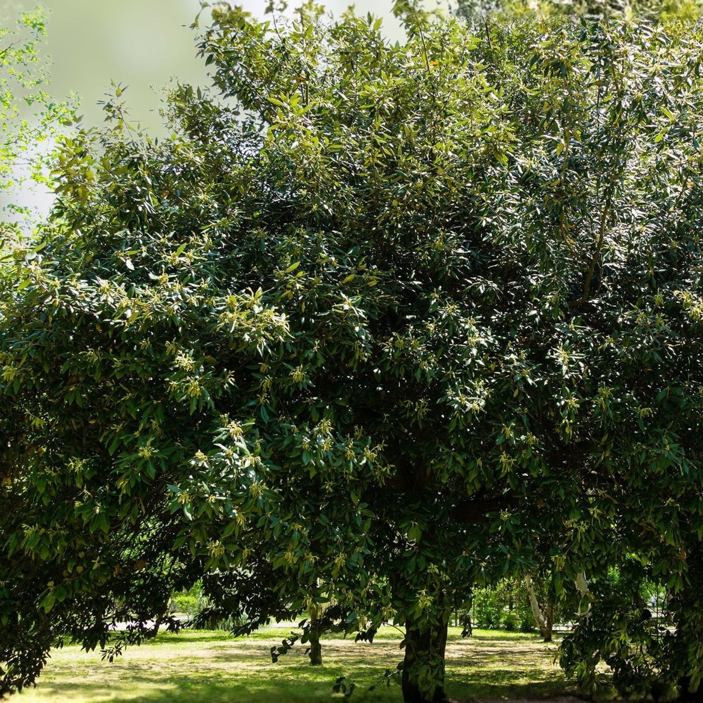 Live Quercus Ilex Mediterranean Holly Oak Seedlings – 13+ Inch Hardy Evergreen Trees for Landscaping