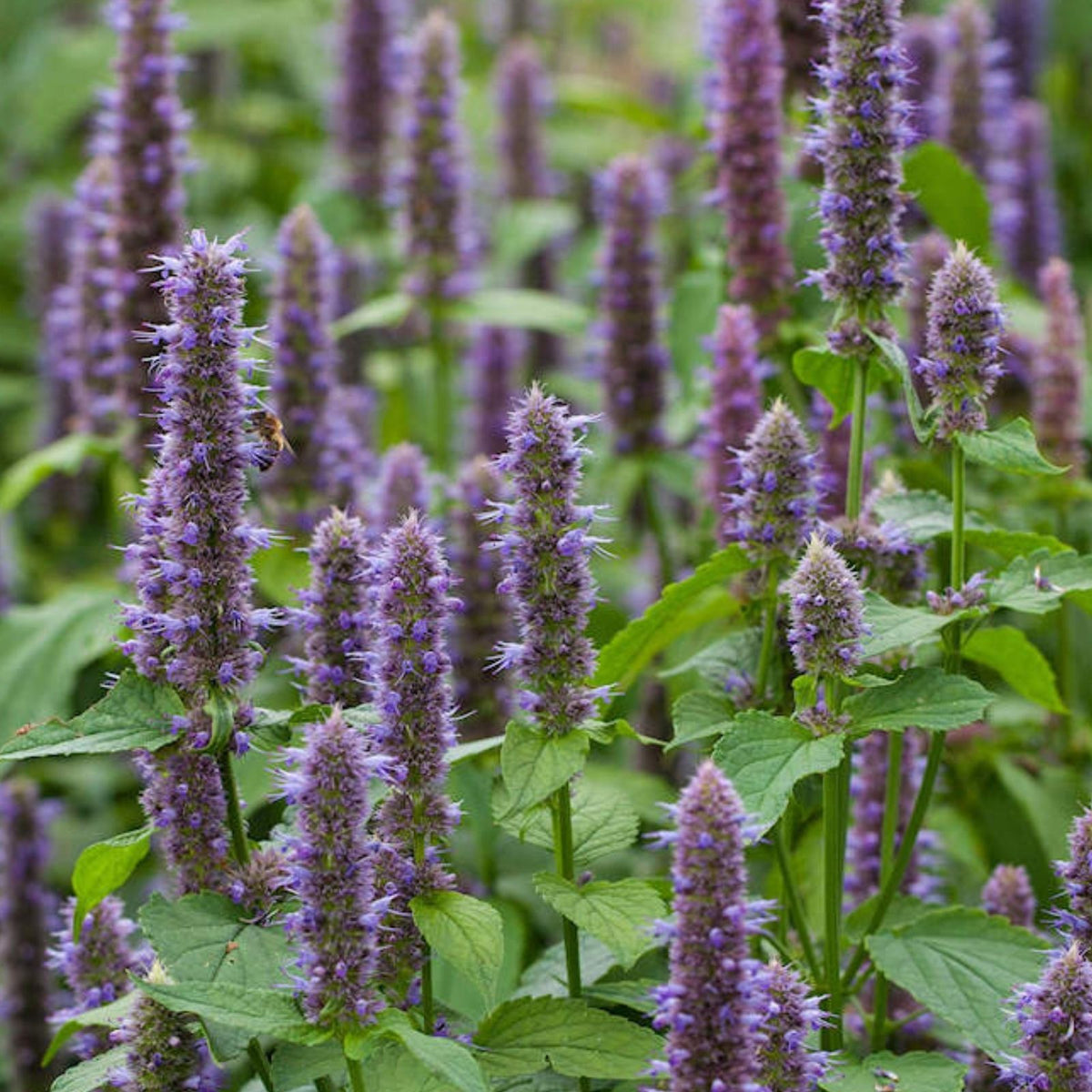 Anise Hyssop Seeds 500 Count – Wildflower Seeds for Pollinator Gardens – Agastache foeniculum
