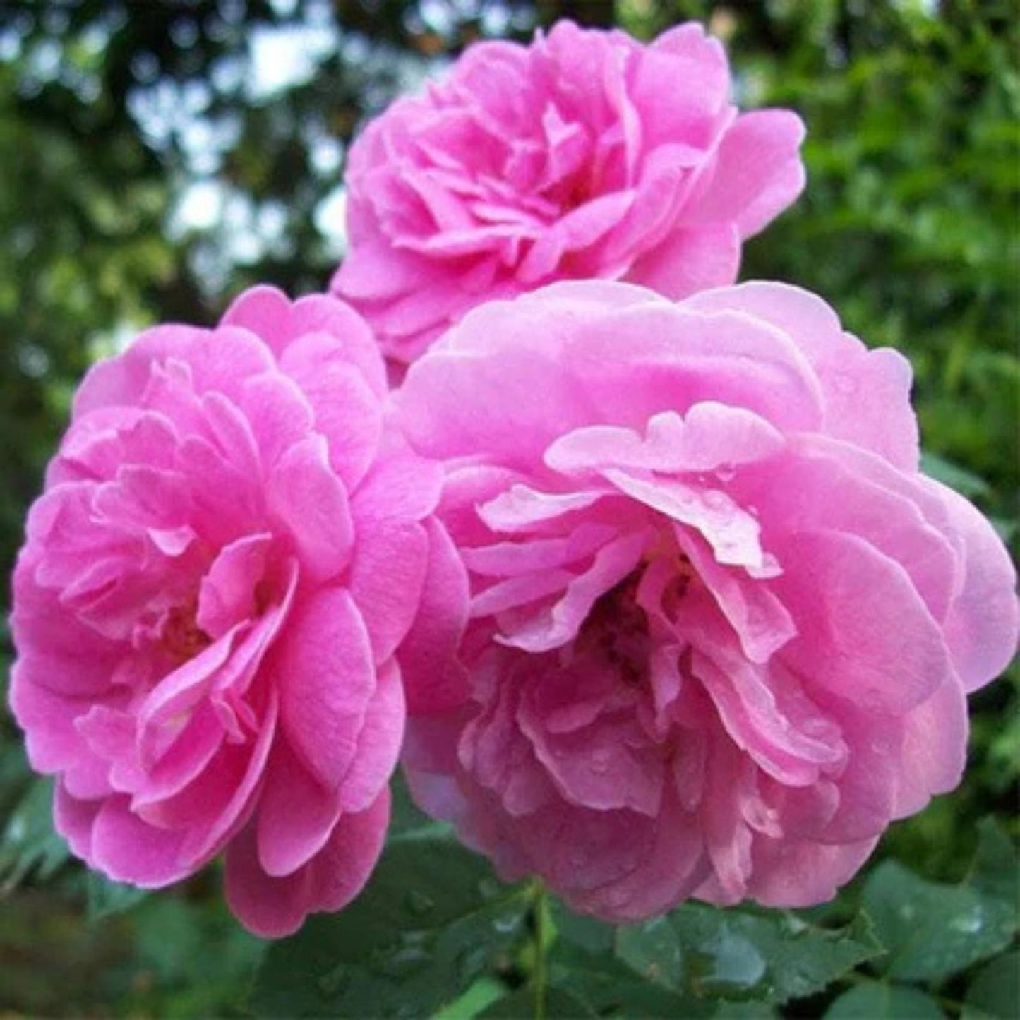 Rosa Damascena Cuttings - 10 Fresh Fragrant Rose Variety for Garden or Home Use