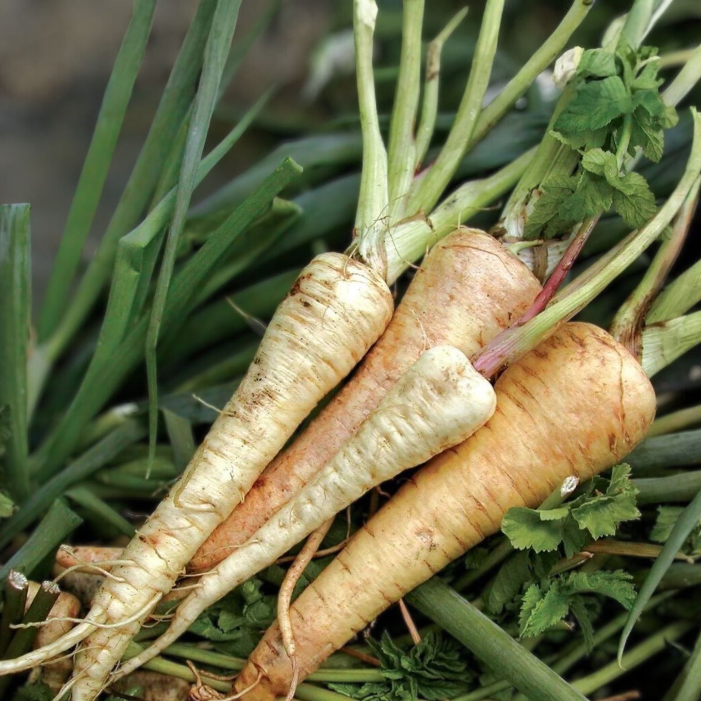 Heirloom Parsnip Seeds 25+ Organic Non-GMO Harris Model Pastinaca sativa for Home Garden