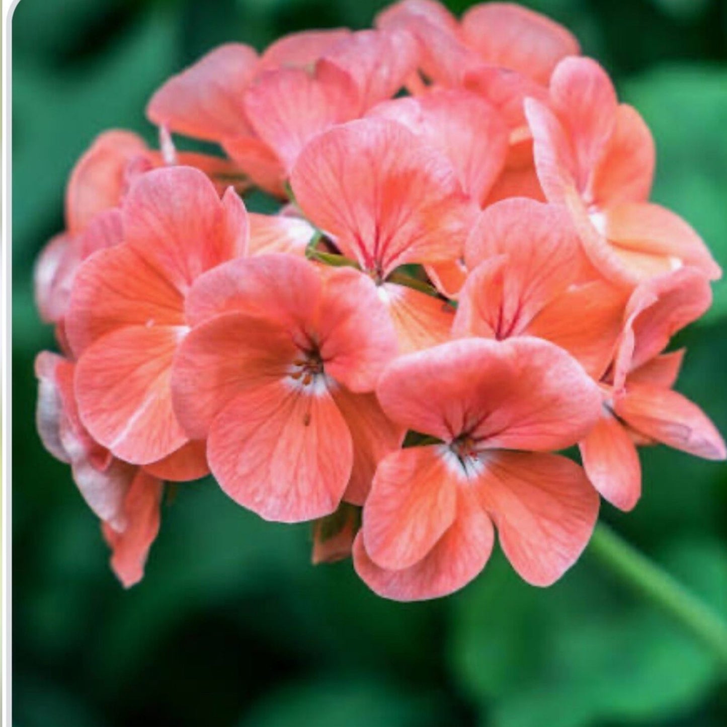 Coral Zonal Geranium Stem Cuttings - 10 Pelargonium Plant Cuttings for Rooting, Gardening, Indoor Planting