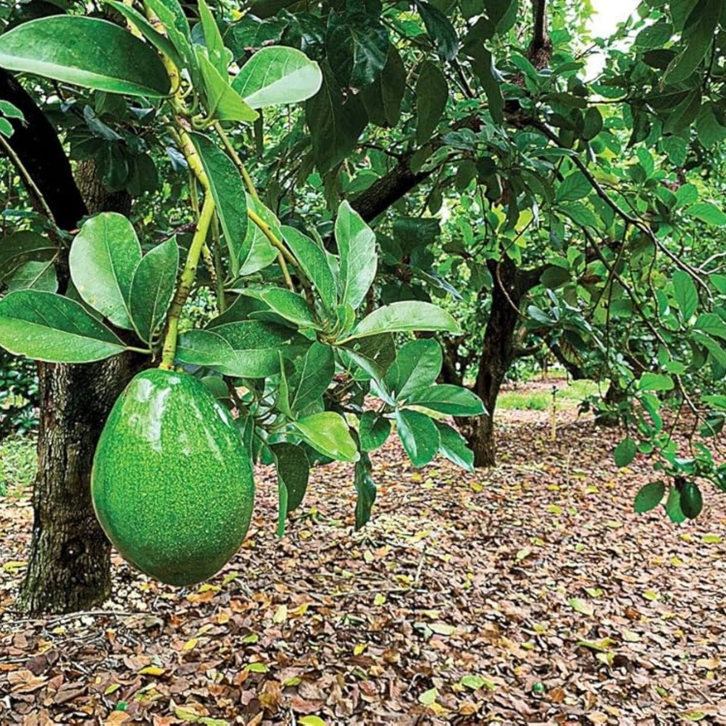 Lamb Hass Avocado Cuttings - 4 Grafting Scions - Persea americana - Home Gardening Plant for Fresh Avocado Production