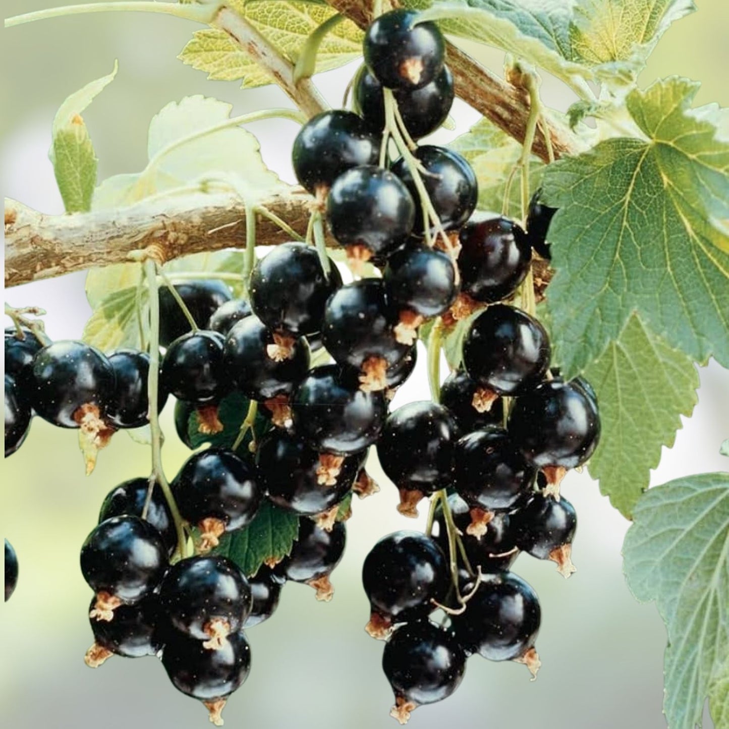 Black Currant Starter Plant Rooted Cutting Organic Ribes nigrum for Zones 3-8, Fruit-bearing, Fresh Garden Plant