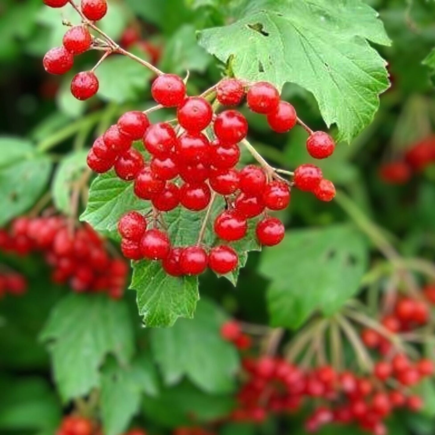 American Cranberry Bush Seeds 100 Count Vaccinium macrocarpon for Planting, Home Gardens, and Landscaping