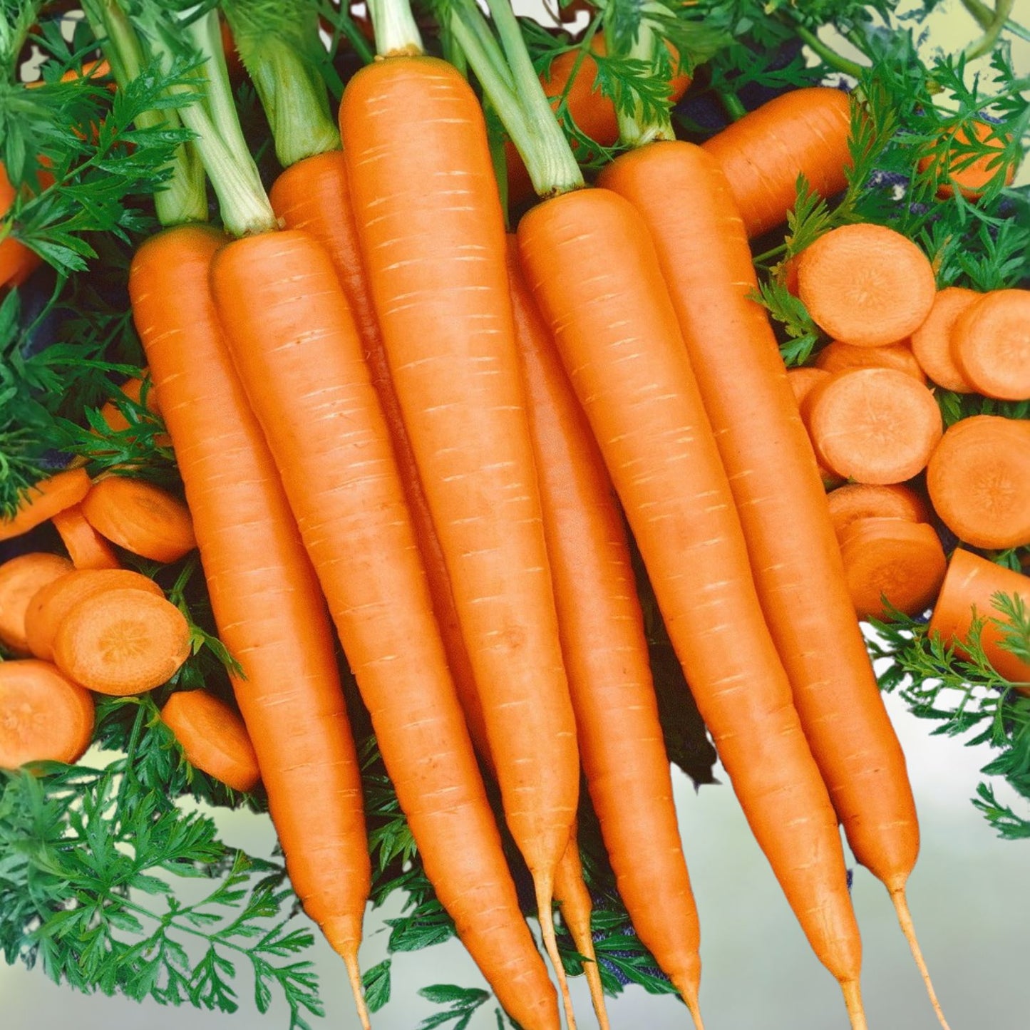 Non-GMO Carrot Seeds Little Finger Variety 50+ Seeds Daucus carota Organic Vegetable Seeds