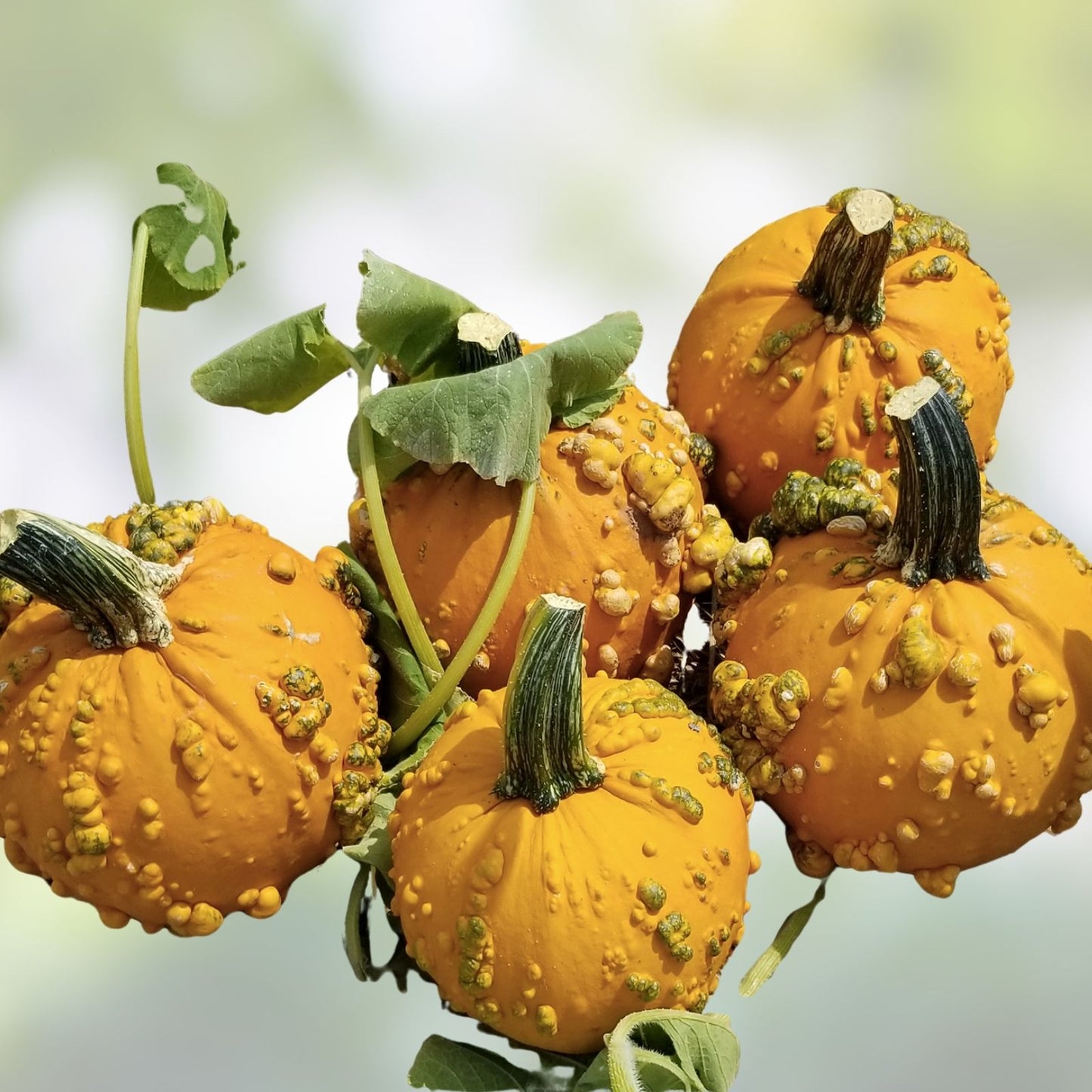 Baby Bumps Pumpkin Seeds 10 Pack Heirloom Variety Cucurbita pepo Organic Non-GMO Gardening Seeds