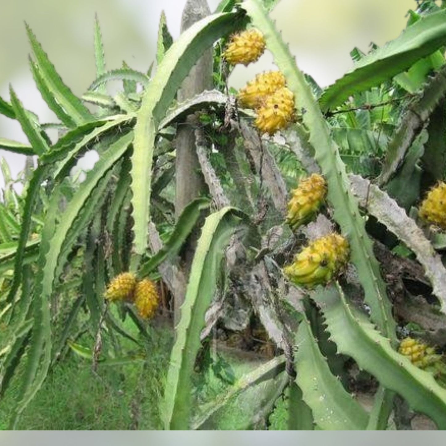 Yellow Dragonfruit Cuttings 3 Pack – Edible Hylocereus megalanthus Cactus Propagation - Minimum 6 Inches