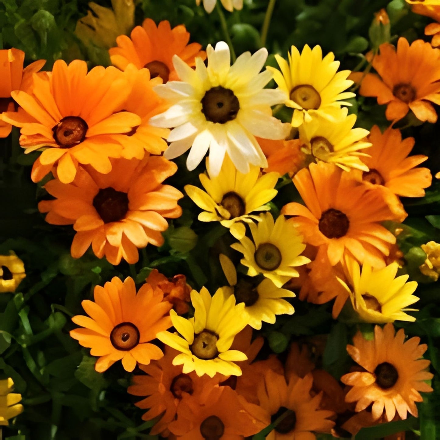 African Daisy Seeds - 200 Organic Mix Seeds for Garden, USA Grown, Free Shipping