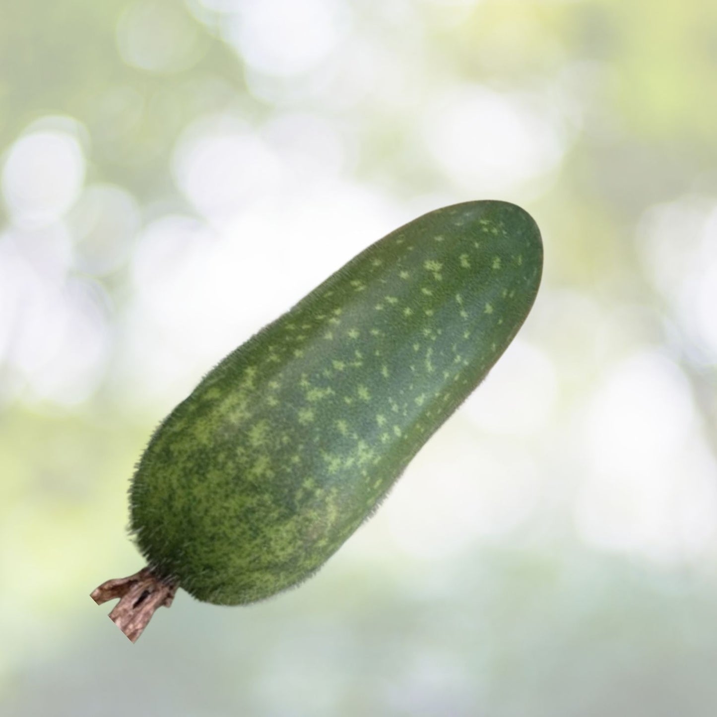 Organic Hairy Skin Gourd Seeds - 20+ Fuzzy Melon Wax Gourd Hairy Melon (Benincasa hispida) - Mokwa USA