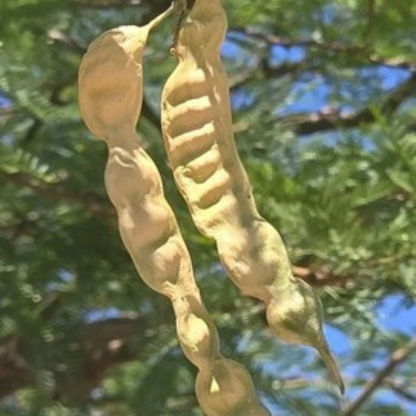 Hybrid Mesquite Tree Pods – 9 Fresh Seeds, Drought-Resistant, Landscaping & Restoration, Neltuma x