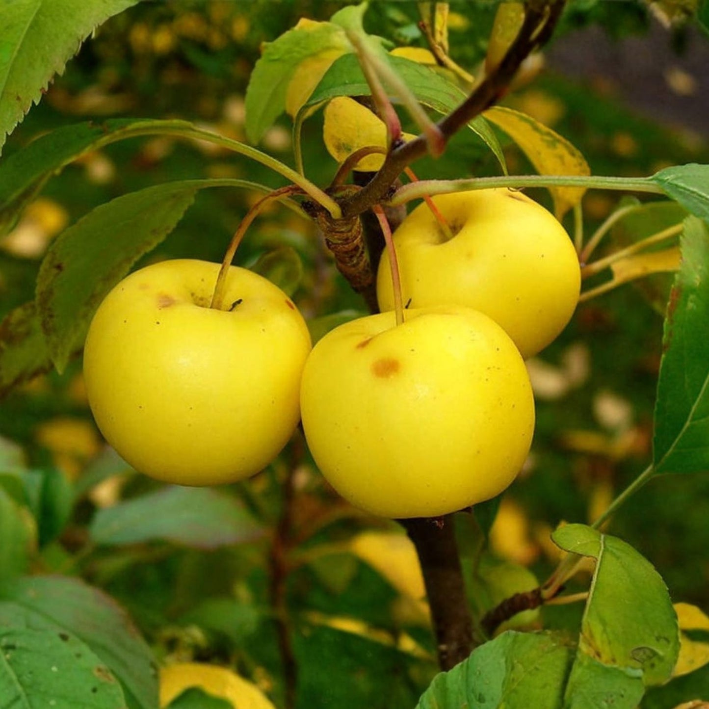 30 Crab Apple Seeds - Malus Sylvestris French Crabapple Tree Seeds for Orchard Garden Planting