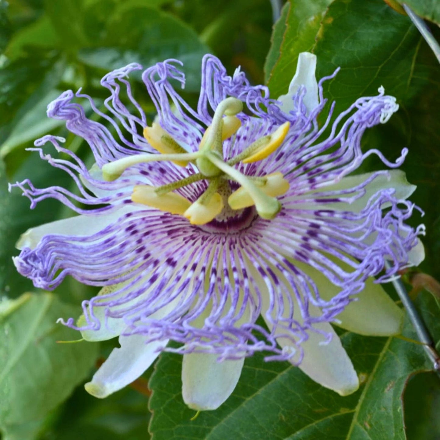 Live Potted Maypop Vine – Rare Exotic Passionflower – Passiflora incarnata – Climbing Plant for Garden and Landscape