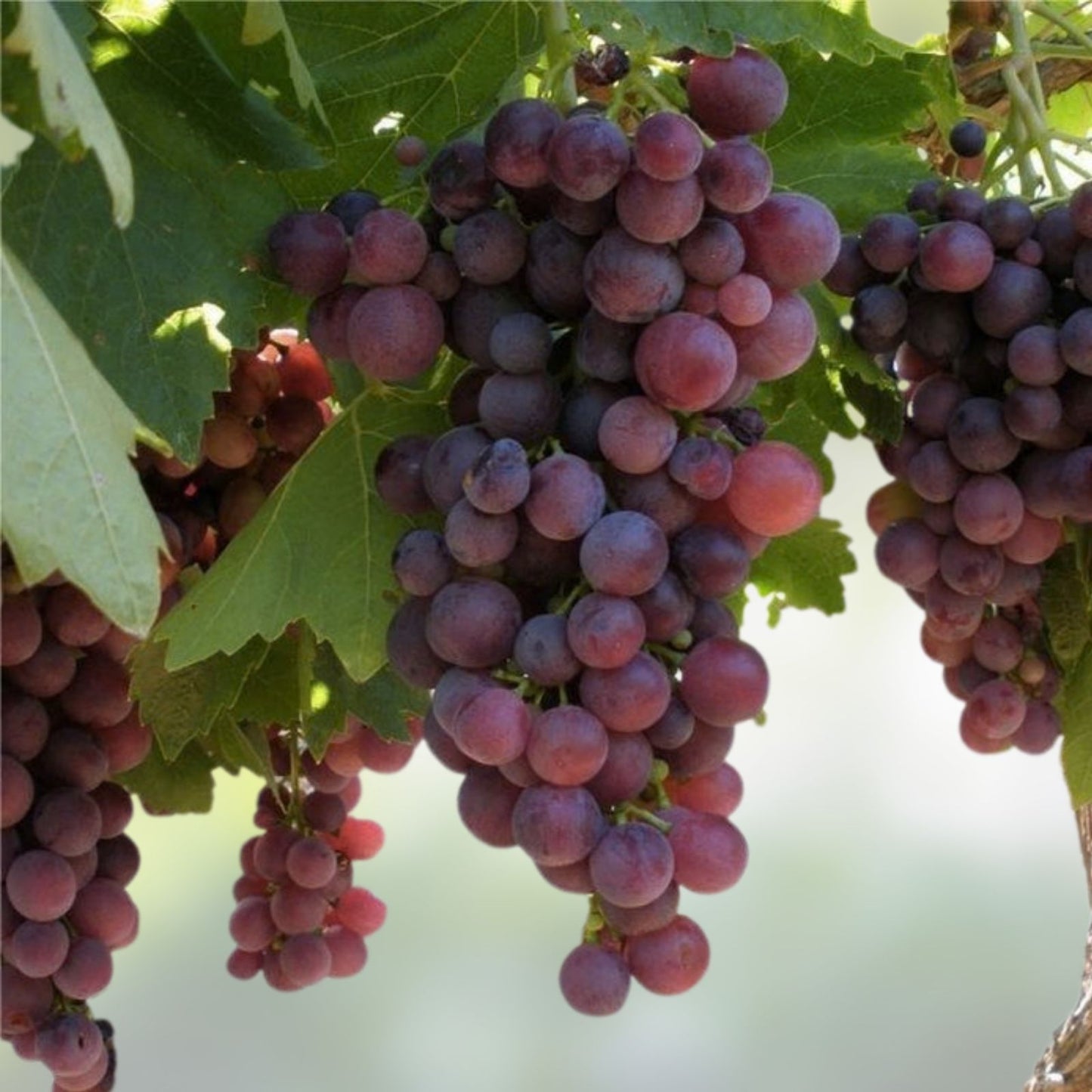 Crimson Thompson Vine Bare Root Plant Seedless Table Grape Vitis vinifera for Home Garden
