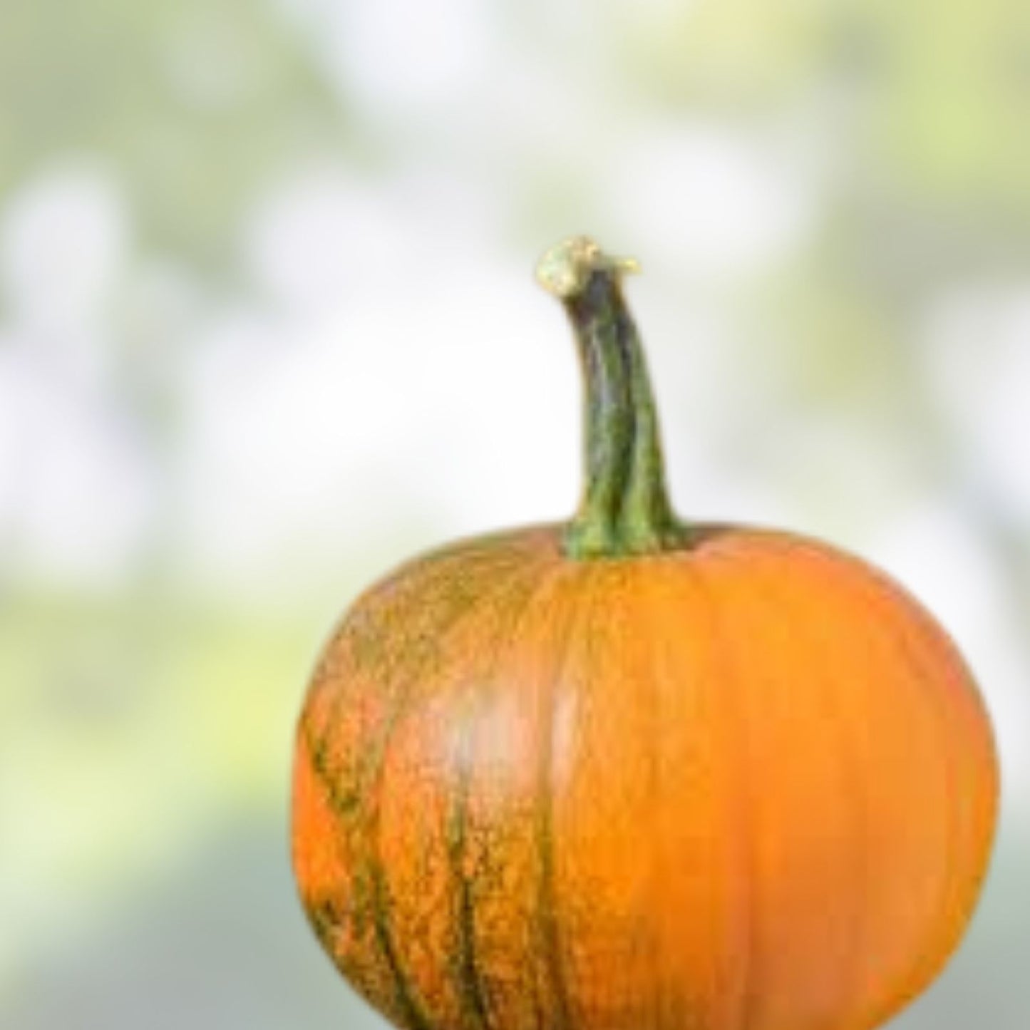 Organic Pumpkin Seeds 10 Speckled Cucurbita pepo USA Grown Non-GMO Free Shipping