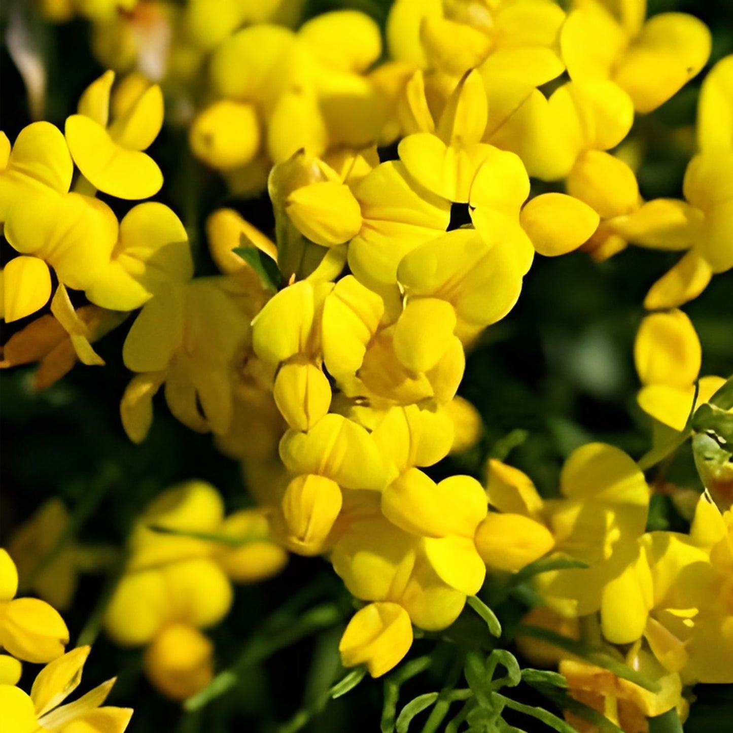 Birds Foot Seeds 500 Count | Exotic Fast Growing Lotus Corniculatus for Gardens and Landscapes