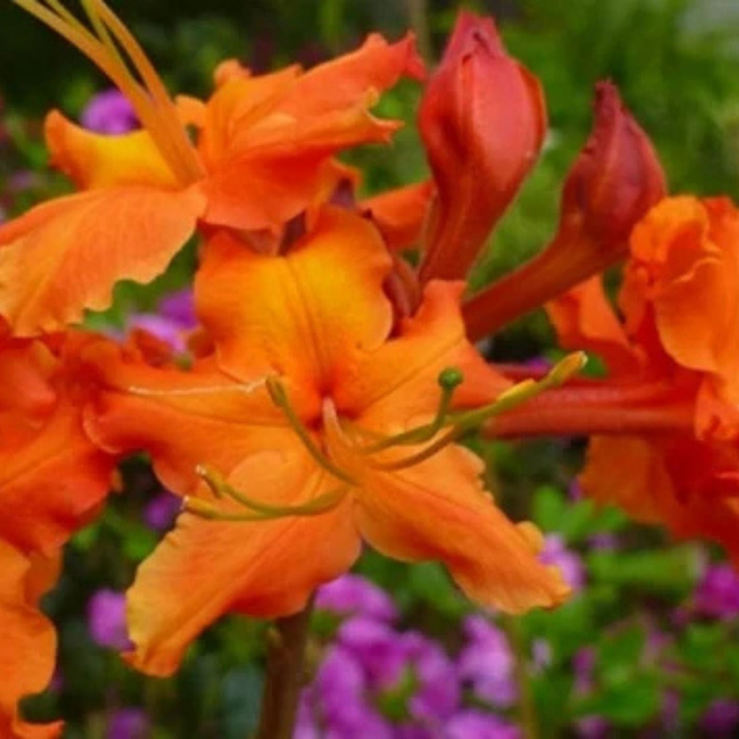 Red Pepper Aromi Azalea Starter Plant - Rhododendron Deciduous Small Shrub with Vibrant Red Blooms