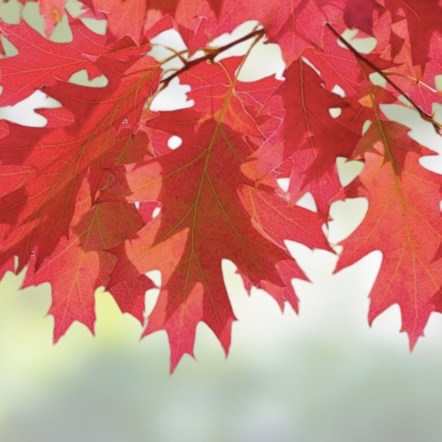Red Oak Tree Seeds, Bonsai Variety, Quercus rubra, 5 Seeds for Planting, Ornamental and Landscaping