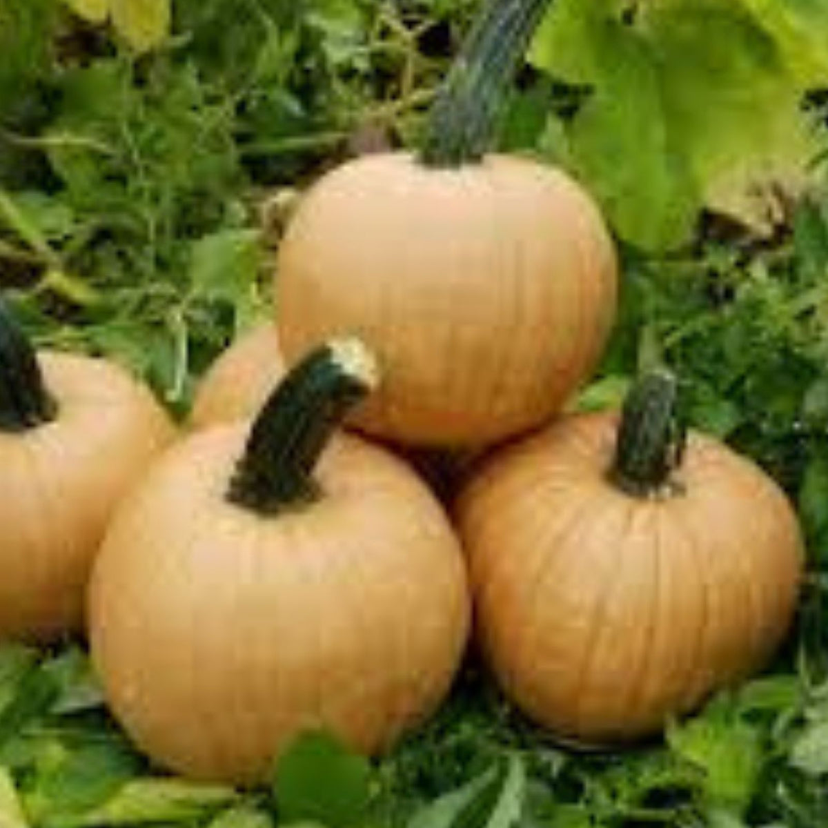 Hot Chocolate Pumpkin Seeds for Planting, 10 Seeds, Heirloom Cucurbita pepo, Edible Pumpkin Seeds, Gourmet Pumpkin Seeds