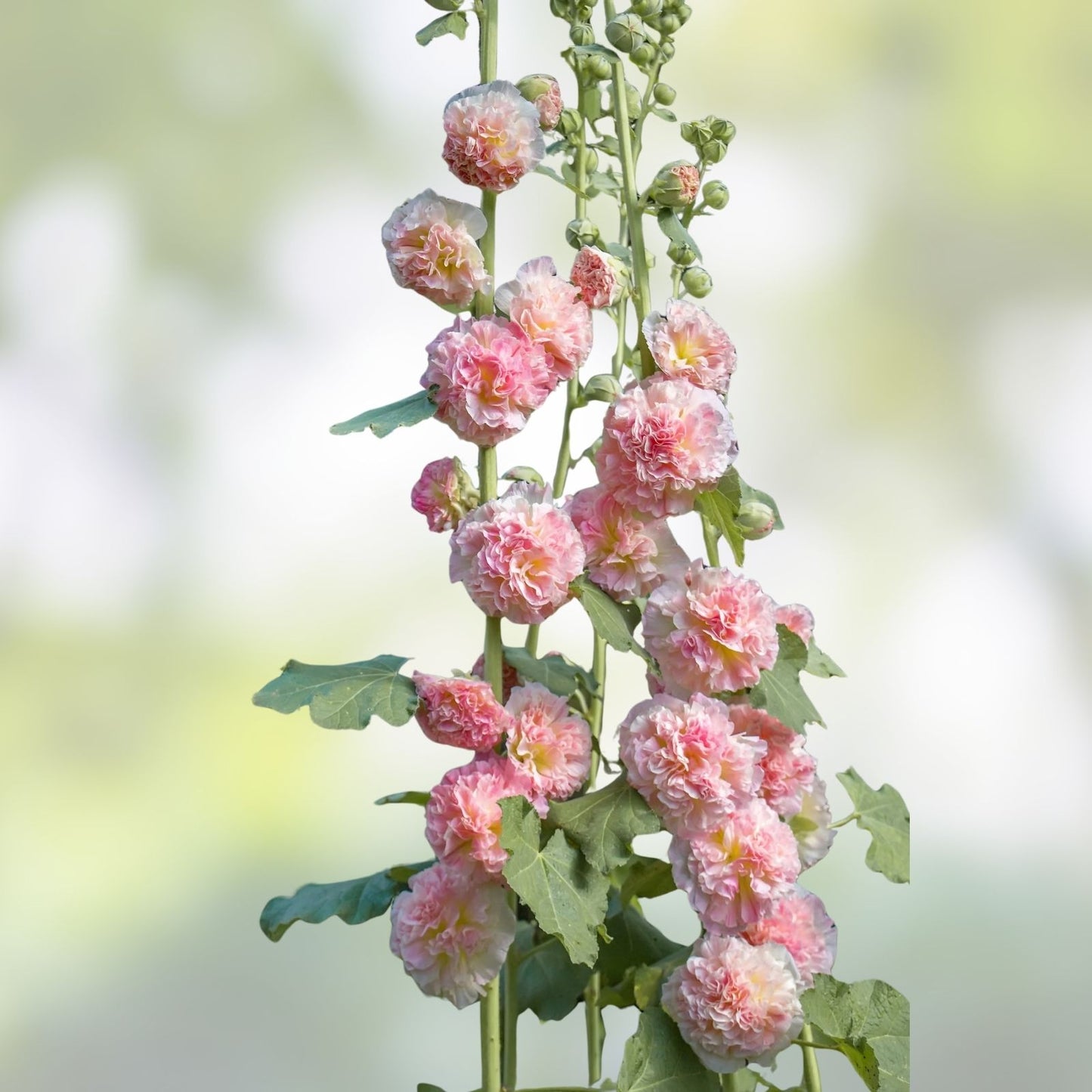 Hollyhock Seeds 500 Pack - Pink, Red & Yellow - Alcea rosea Perennial Flower Seeds for Garden, Landscaping, Pollinator Gardens