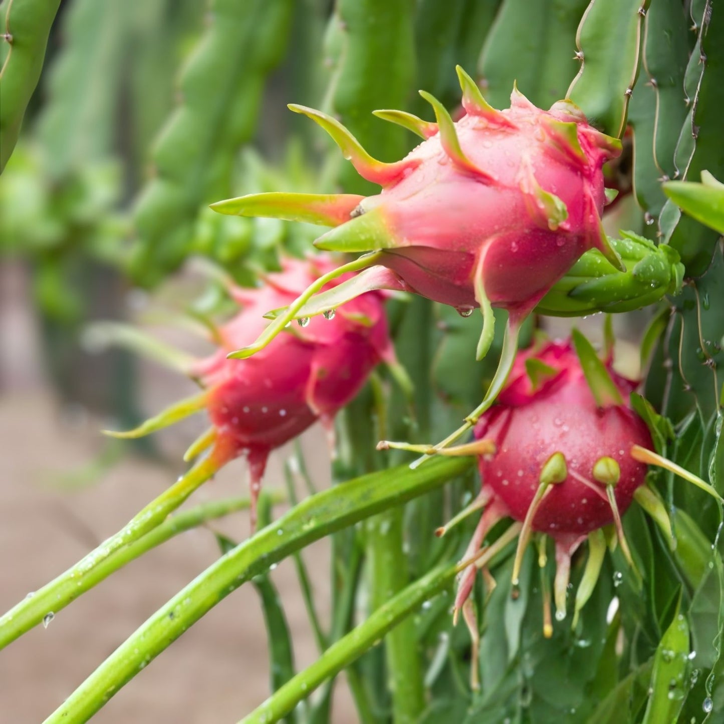 Dragon Fruit Cuttings 8-14 Inches Long, Hylocereus spp., Unknown Variety, Cactus Plant Propagation