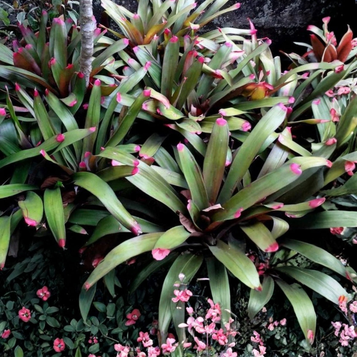 Live Neoregelia Bromeliad Plant, Painted Fingernail Variety, Tropical Epiphyte Houseplant, Ideal for Potting or Mounting