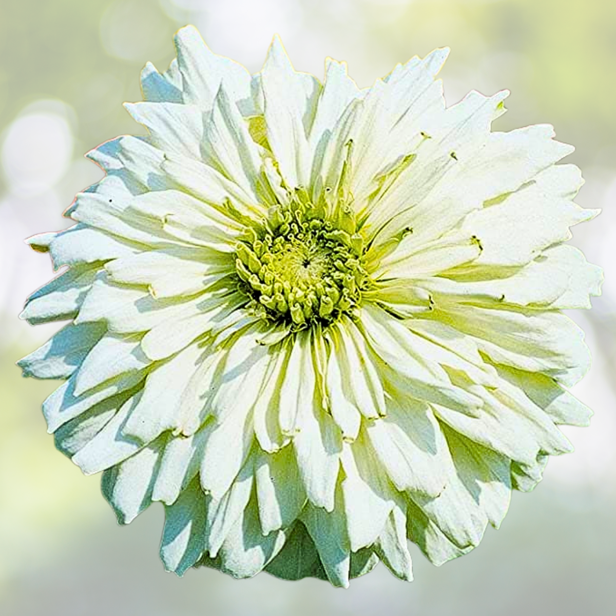 Zinnia Seeds 100 Count Cactus Snowman White Heirloom for Garden Butterflies (Zinnia elegans)
