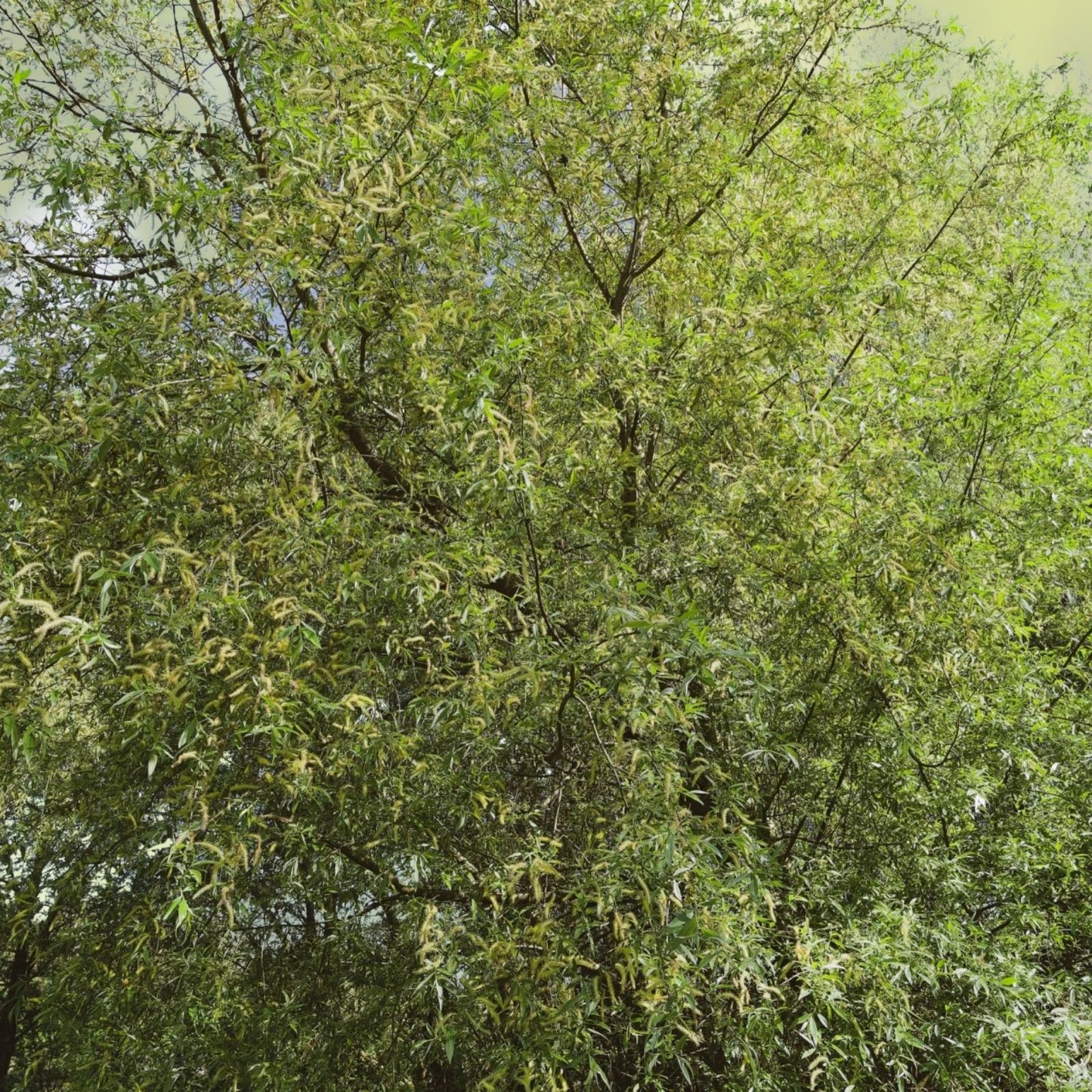 Black Willow Tree Cuttings 12 Pack - Fast Growing Shade & Privacy Salix nigra Tree Branches