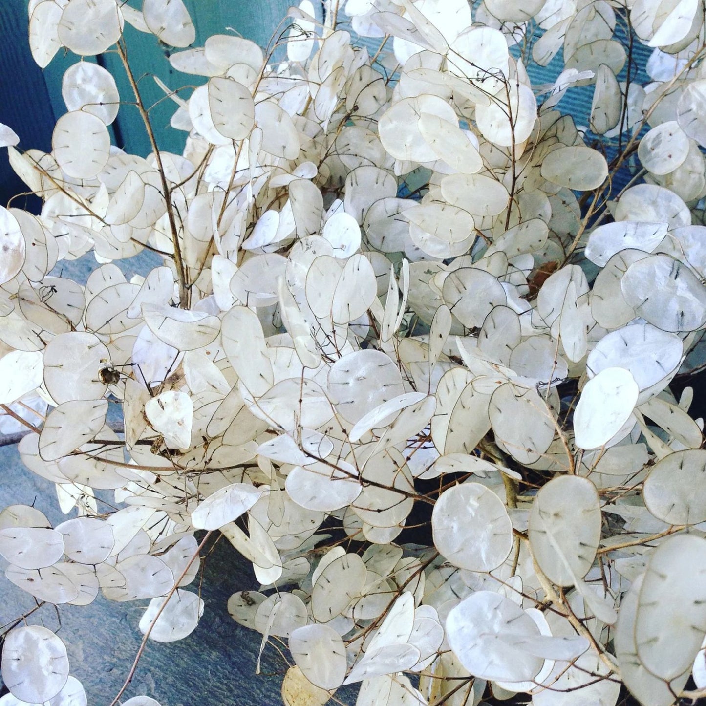 White Money Plant Seeds - 30 Seeds - Lunaria Biennis Honesty Plant - Easy Indoor Outdoor Gardening Seeds