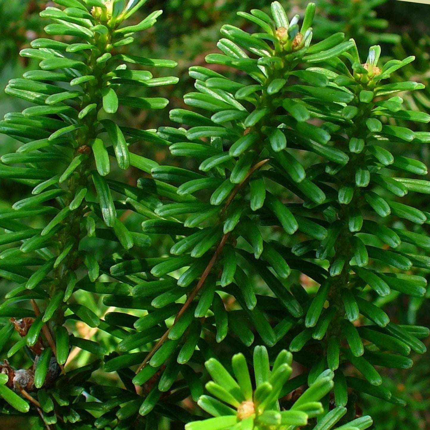 Korean Fir Tree Seeds 30 Pack Blue Cone Variety Abies koreana Conifer Seeds for Gardening and Landscaping