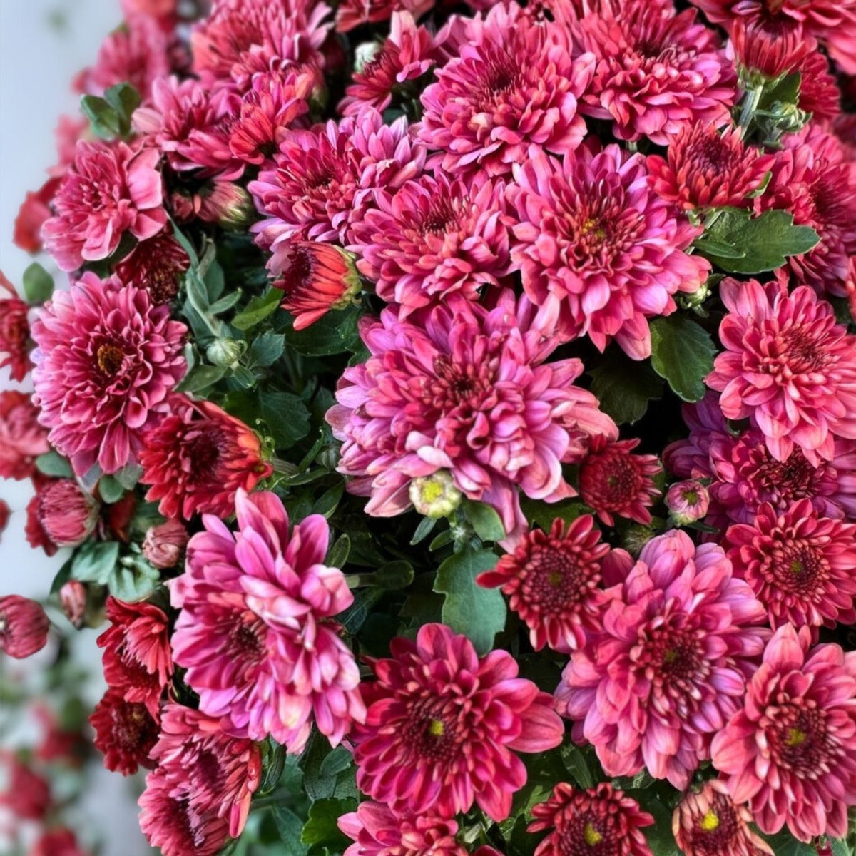 Chrysanthemum Seeds 200+ Strawberry Butter Mum Flower Seeds Chrysanthemum morifolium