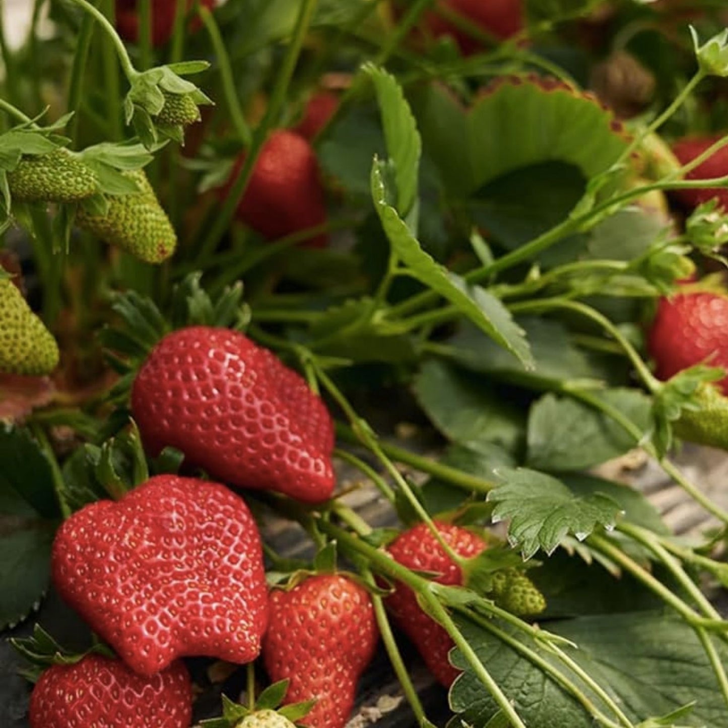 Fruit Seeds for Planting – Assorted Organic Heirloom Varieties – Cucumis sativus, Solanum lycopersicum, Fragaria × ananassa