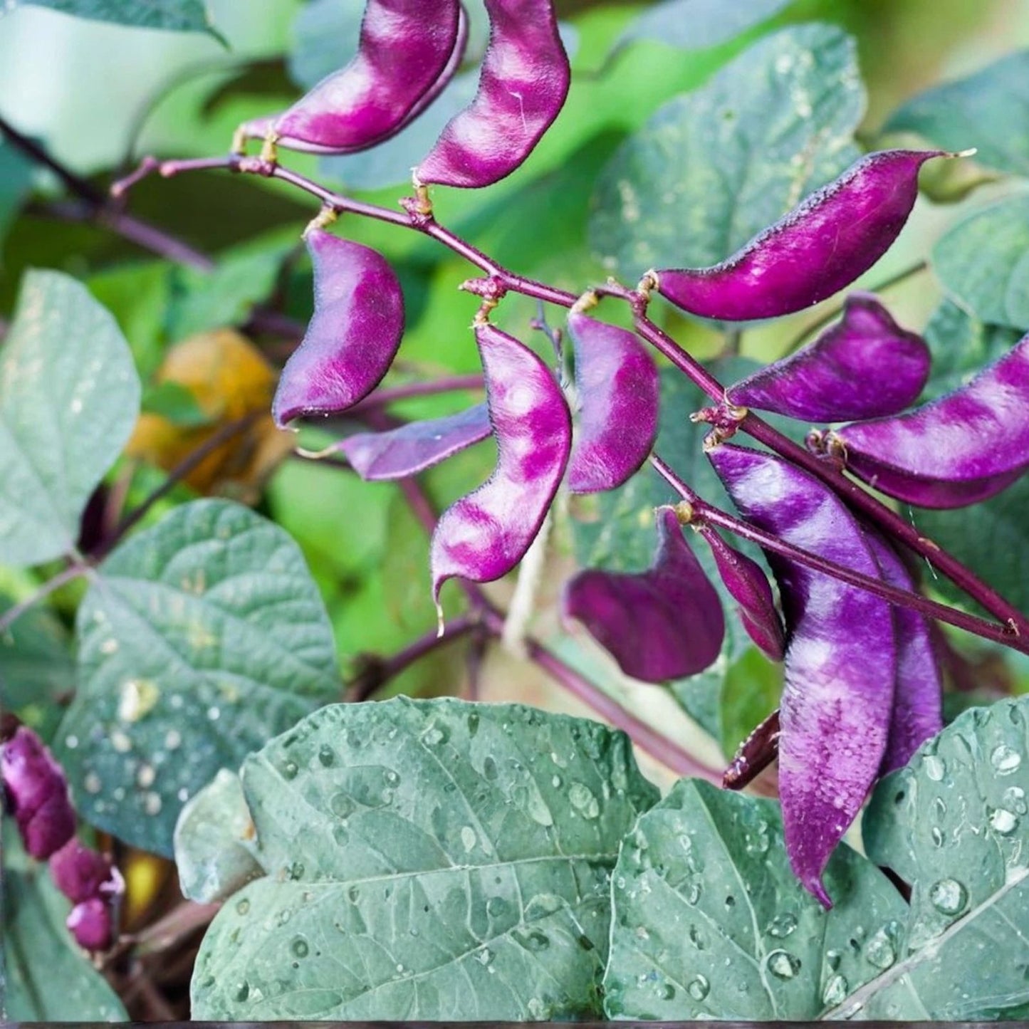 Non-GMO Purple Hyacinth Bean Seeds, 30 Pcs, Red Leaved Vine, Dolichos lablab, Purple Flowering Plant Seeds