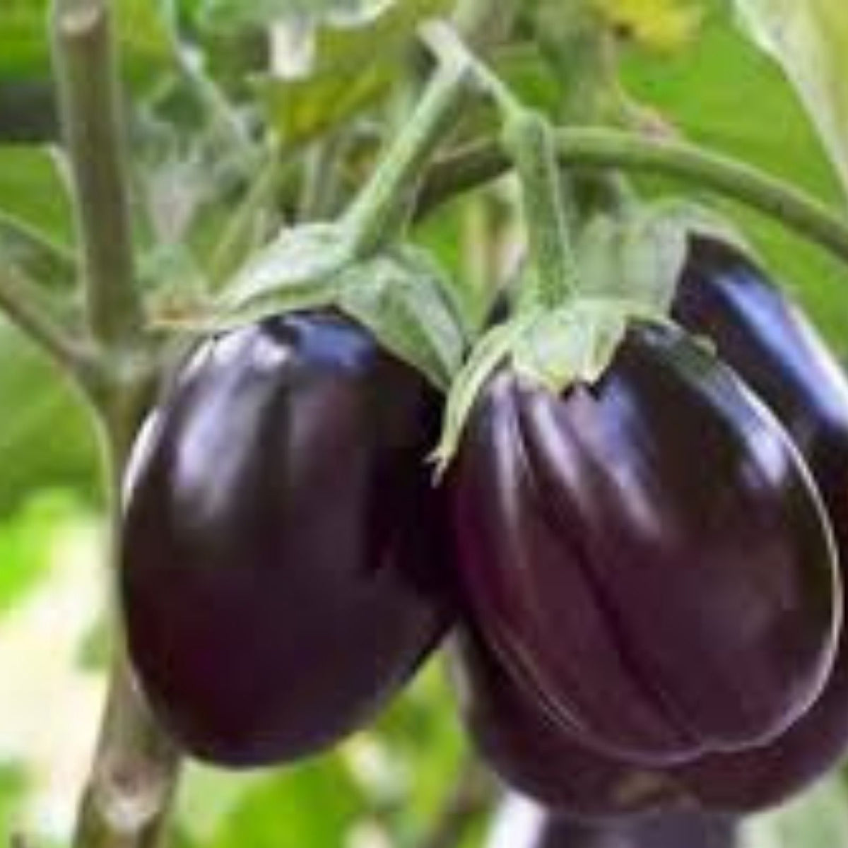 American Eggplant Seeds 20 Pack – All American Variety – Solanum melongena – Heirloom Vegetable Seeds for Gardening