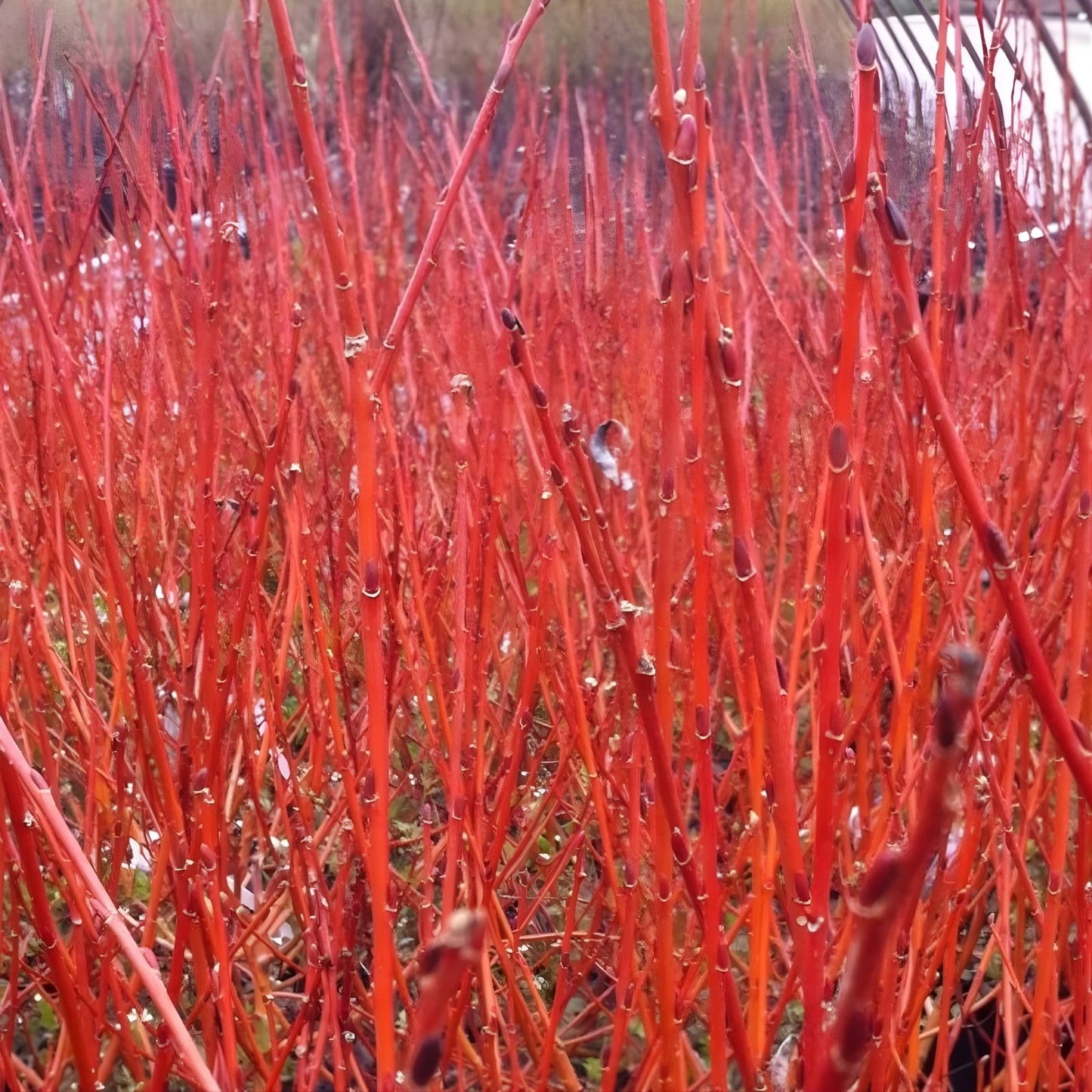 Flame Willow Trees 4 Pack - Vibrant Orange and Red Bark - Salix purpurea - Ornamental Shrubs for Landscaping