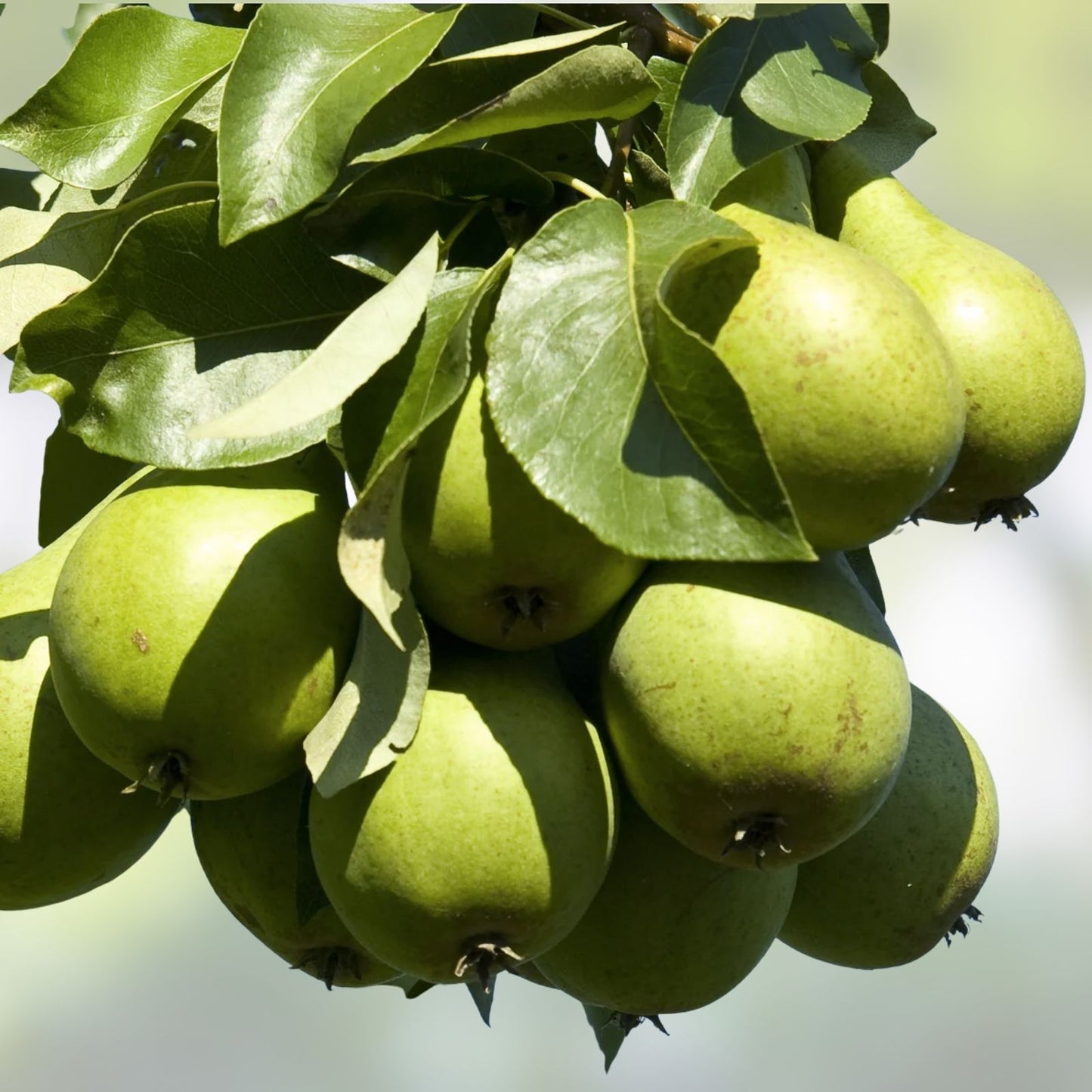 D'Anjou Pear Tree Cutting - No Root Scion for Bud Grafting - Pyrus communis - Fruit Tree Propagation Material