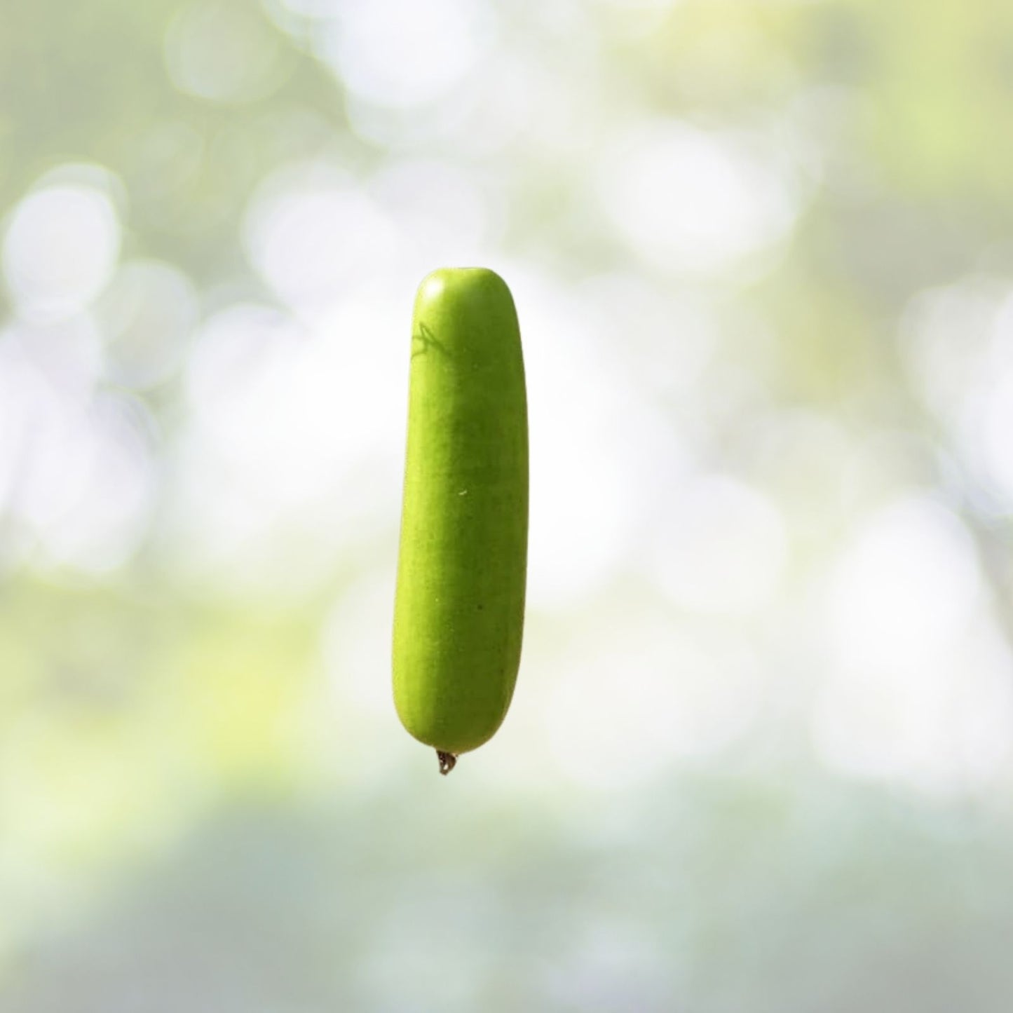 Calabash Bottle Gourd Seeds - 15+ Seeds - Chinese Pugua Nam Tao Yao Lauki Opo Vegetable - USA