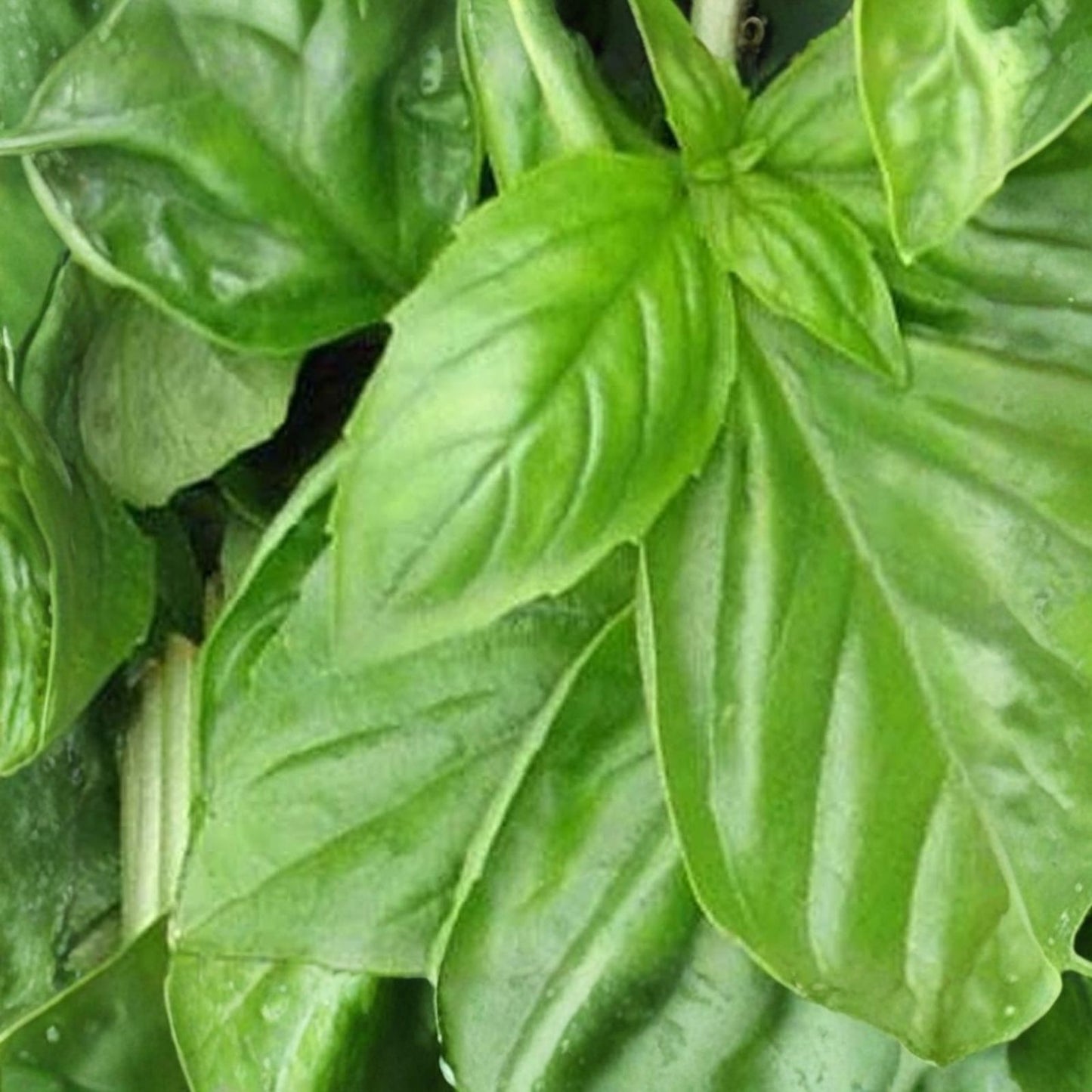 Genovese Basil Seeds 500+ Count – Pesto Herb – Ocimum basilicum – Non-GMO, USA Made, Culinary Herb Seeds