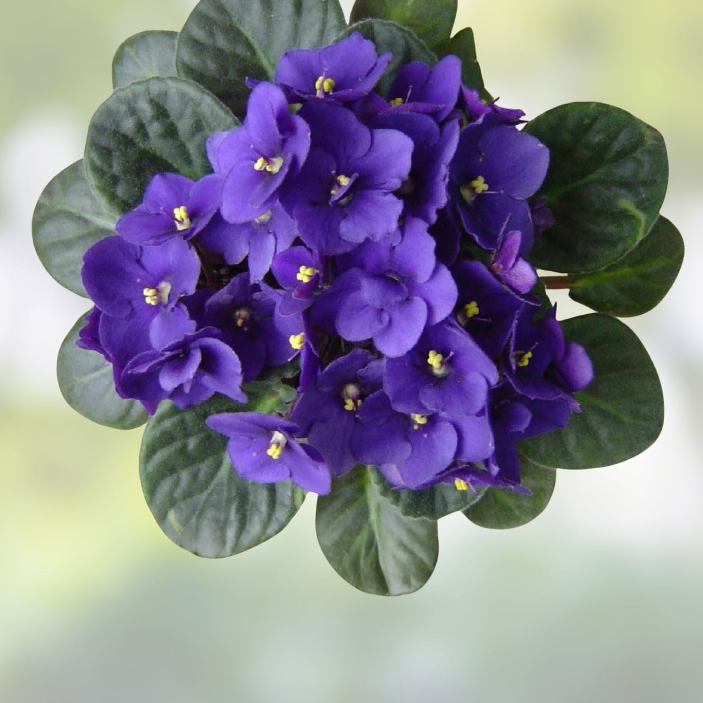 African Violet Fresh Cut Unrooted Leaves 2 Pack, LE Zoryane Syajvo, Propagation, Saintpaulia, Indoor Plant Cutting