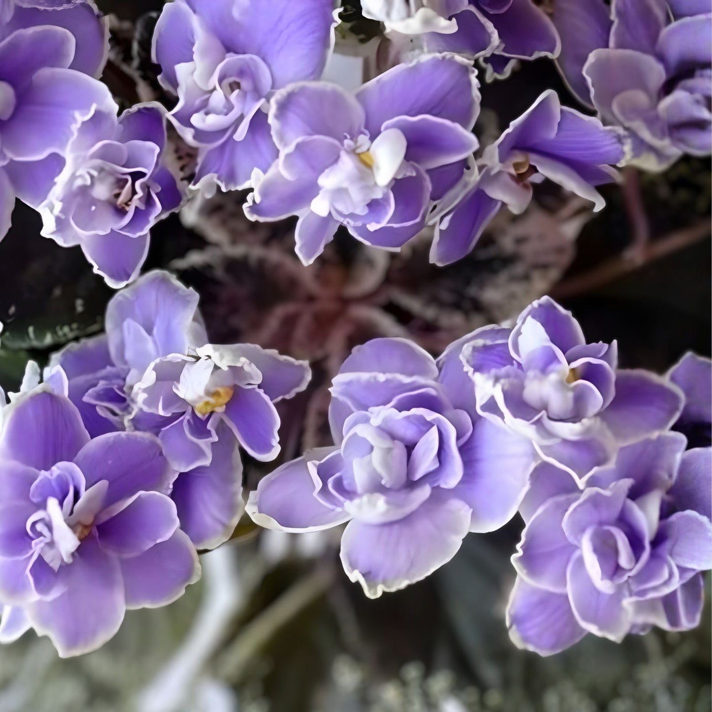 African Violet Leaves 2 Pack for Propagation Sansoucy Coco Gesneriaceae Family