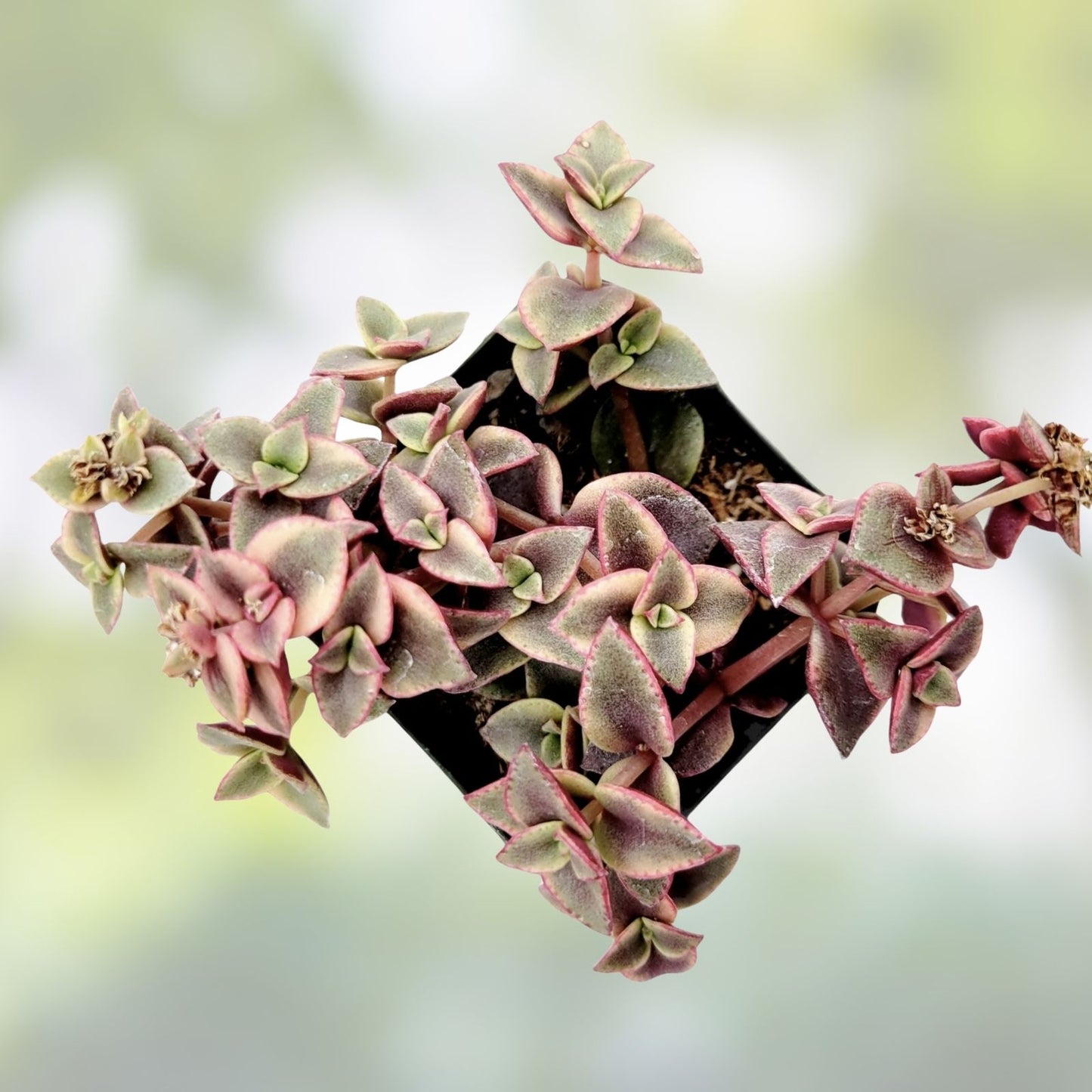 Crassula Marginalis Rubra 'Variegata' Calico Kitten Succulent Cuttings – 3 Healthy Plant Pieces for Succulent Collectors